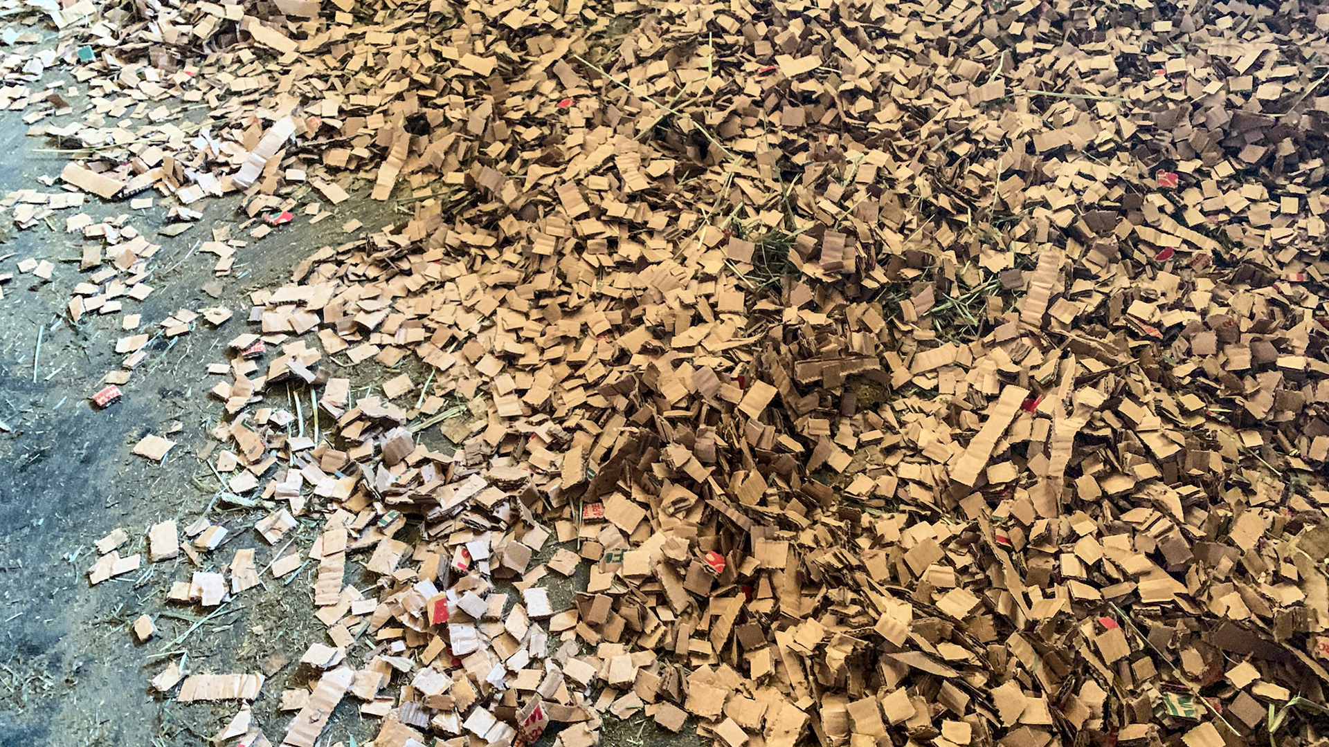 Cardboard chips used as dust free bedding.
