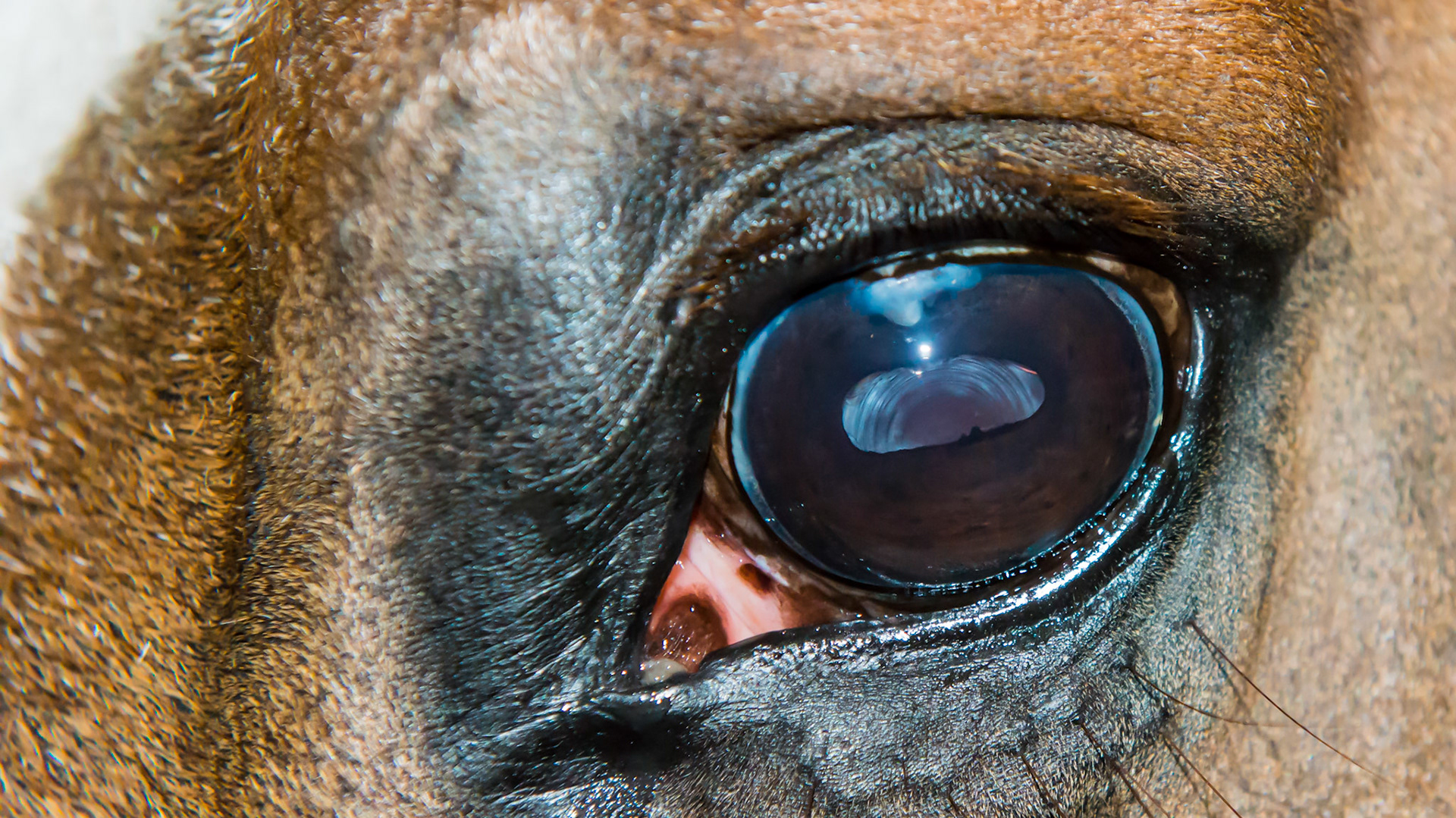 Horse A - This view of the horse's left eye clearly shows the concentric rings of a cataract typical of older horses.