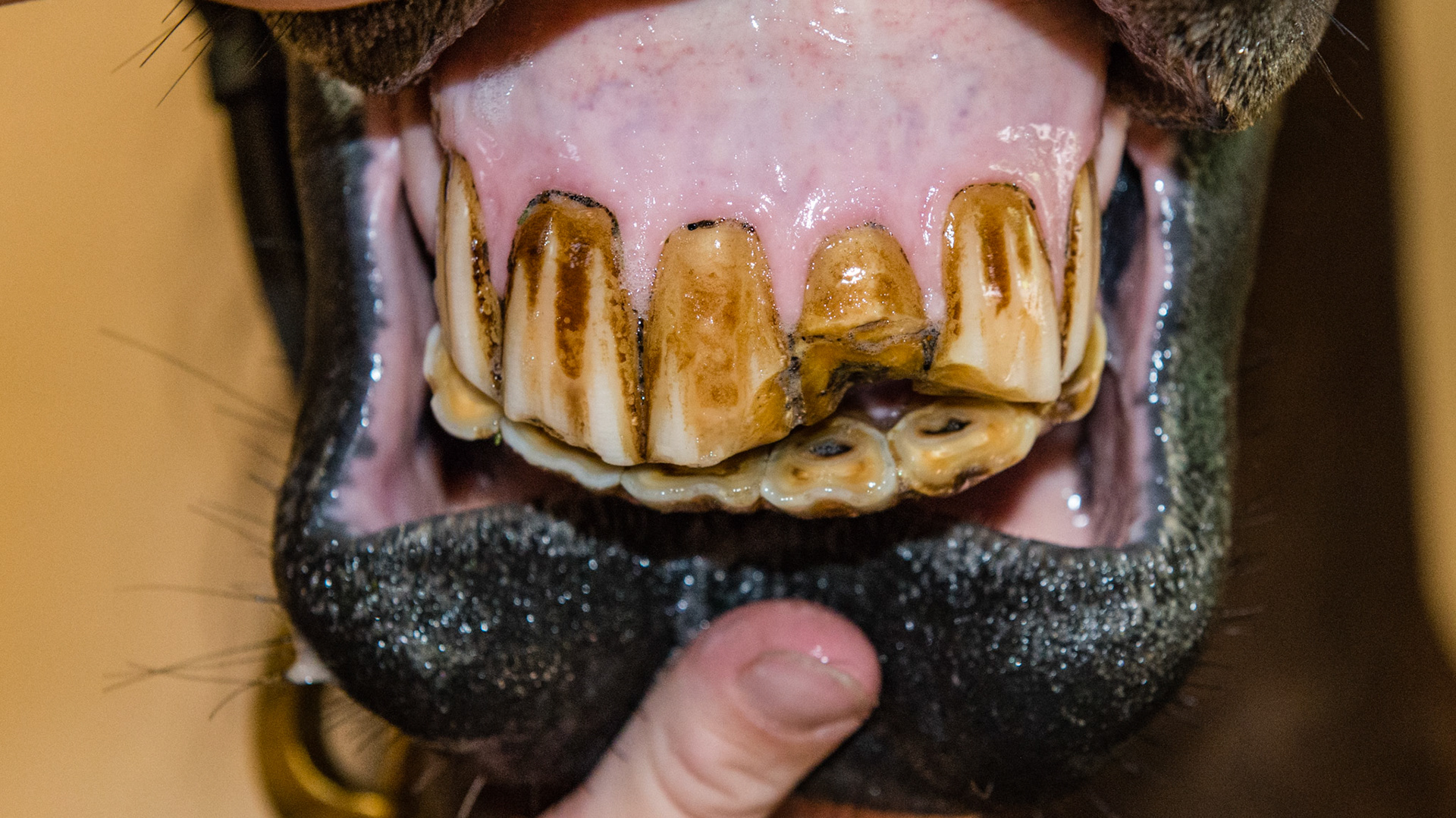 It appears that this horse has in the past (not currently) rubbed the upper incisors and wore a smooth area off the labial-occlusal surfaces of 101, 201, and 202. Or there was a fractrure event and the tongue has smoothed all the edges.