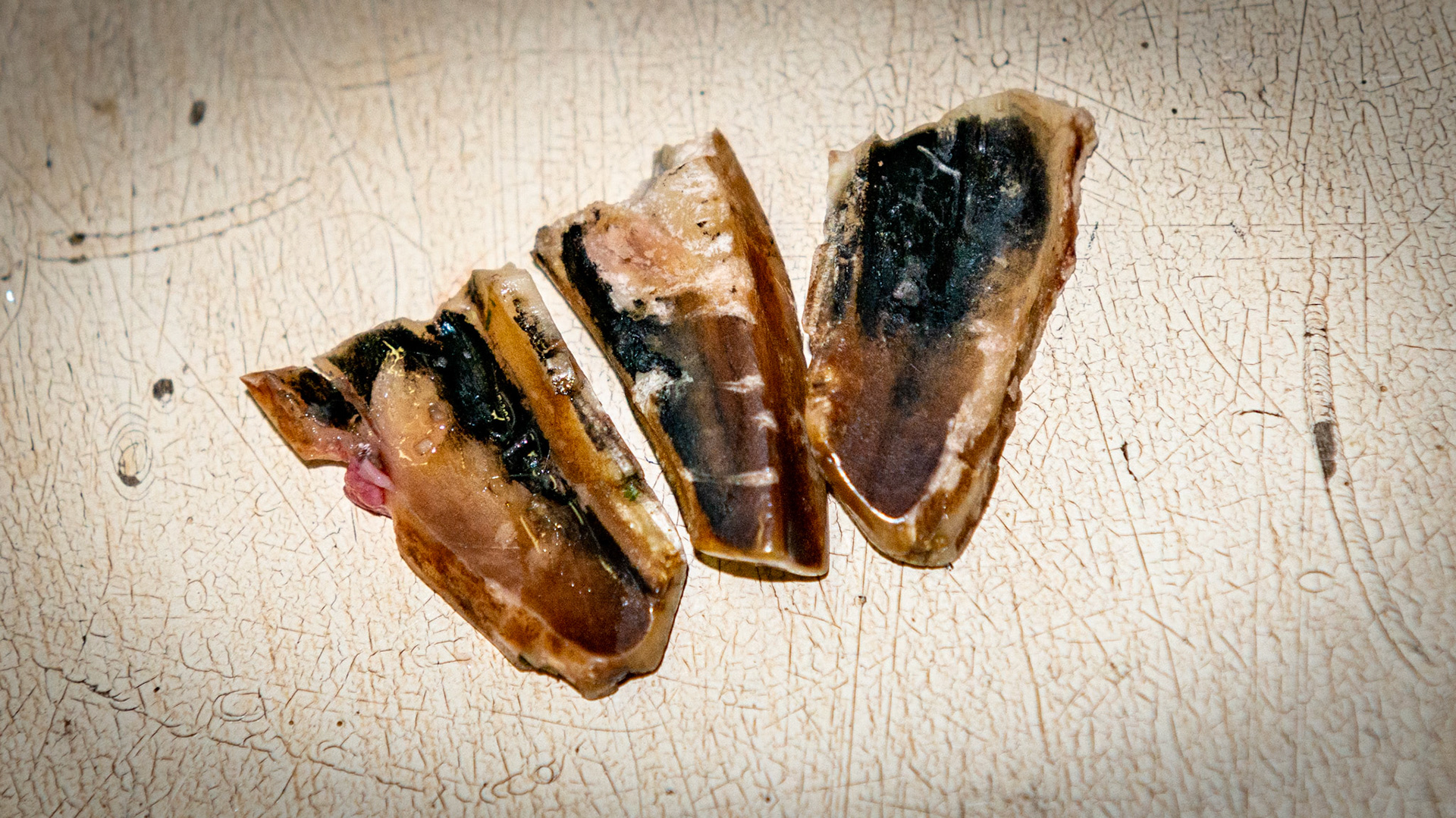 Horse B - Decay in #401 incisor had split this tooth into 3 pieces with the outside pieces broken off of the remaining tooth which remains in the horse.