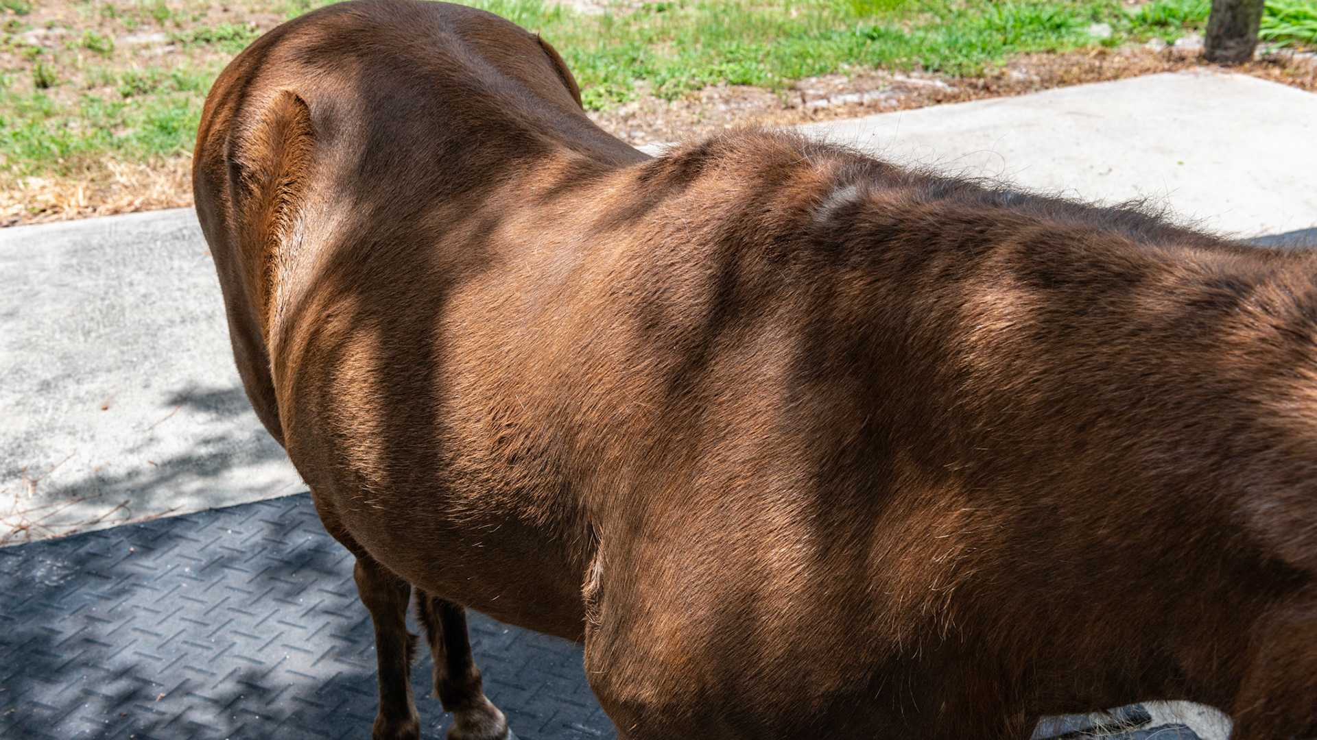 You can see the long hairs on the neck and scattered over the rest of the body.  Also note the poor overall quality of the hair coat - dull and lacking luster. Also note a poor top line and a large abdomen which are signs of a chronic protein deficiency.
