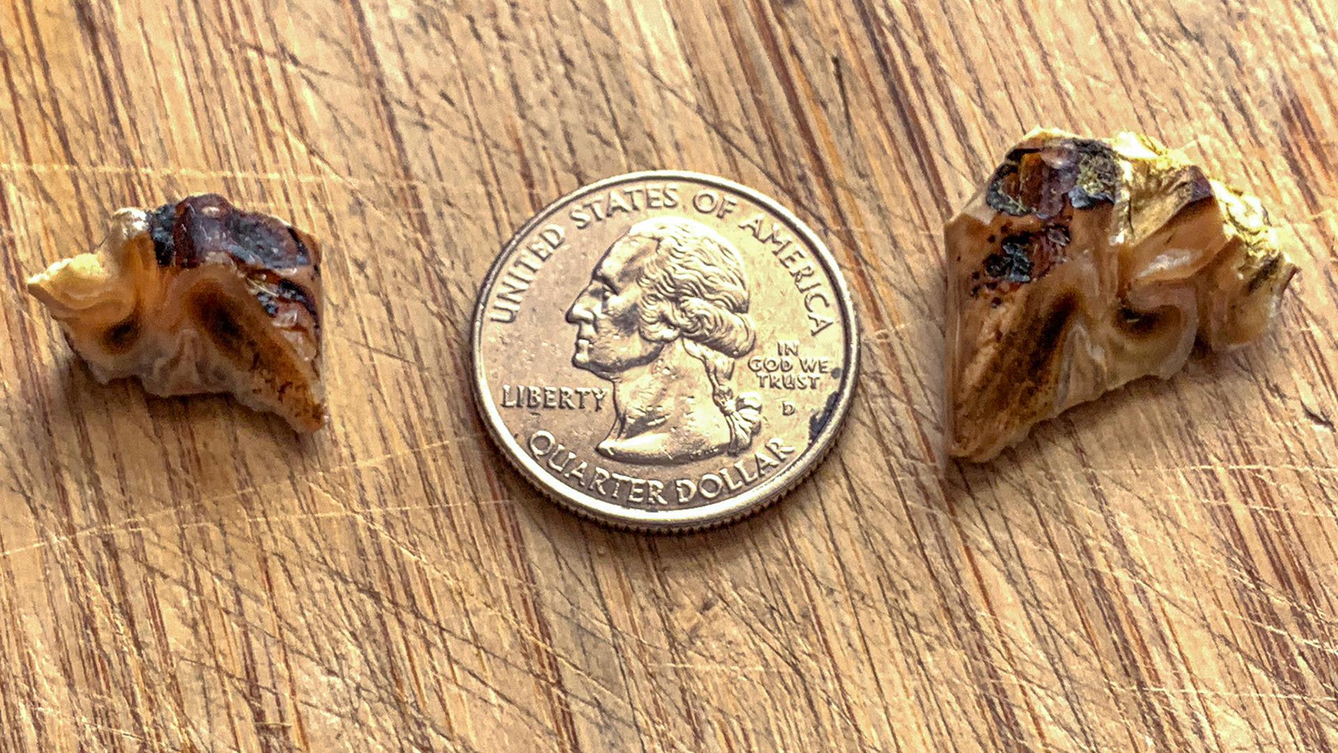 Caudal hooks (311 and 411) removed by molar cutter and compared to a US quarter (about 23mm diameter).