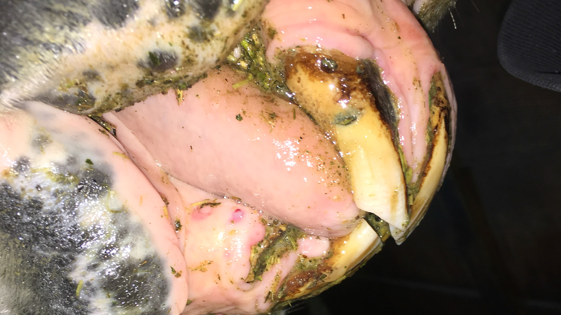 EOTRH horse 23 - Receding gums, bulbous profile and inability to thoroughly clean the teeth.