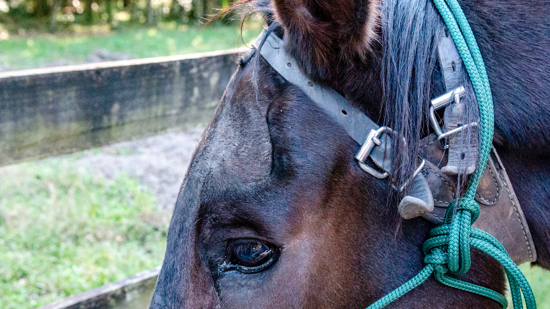Old fracture from trauma to head.  This does not affect his ability to chew.