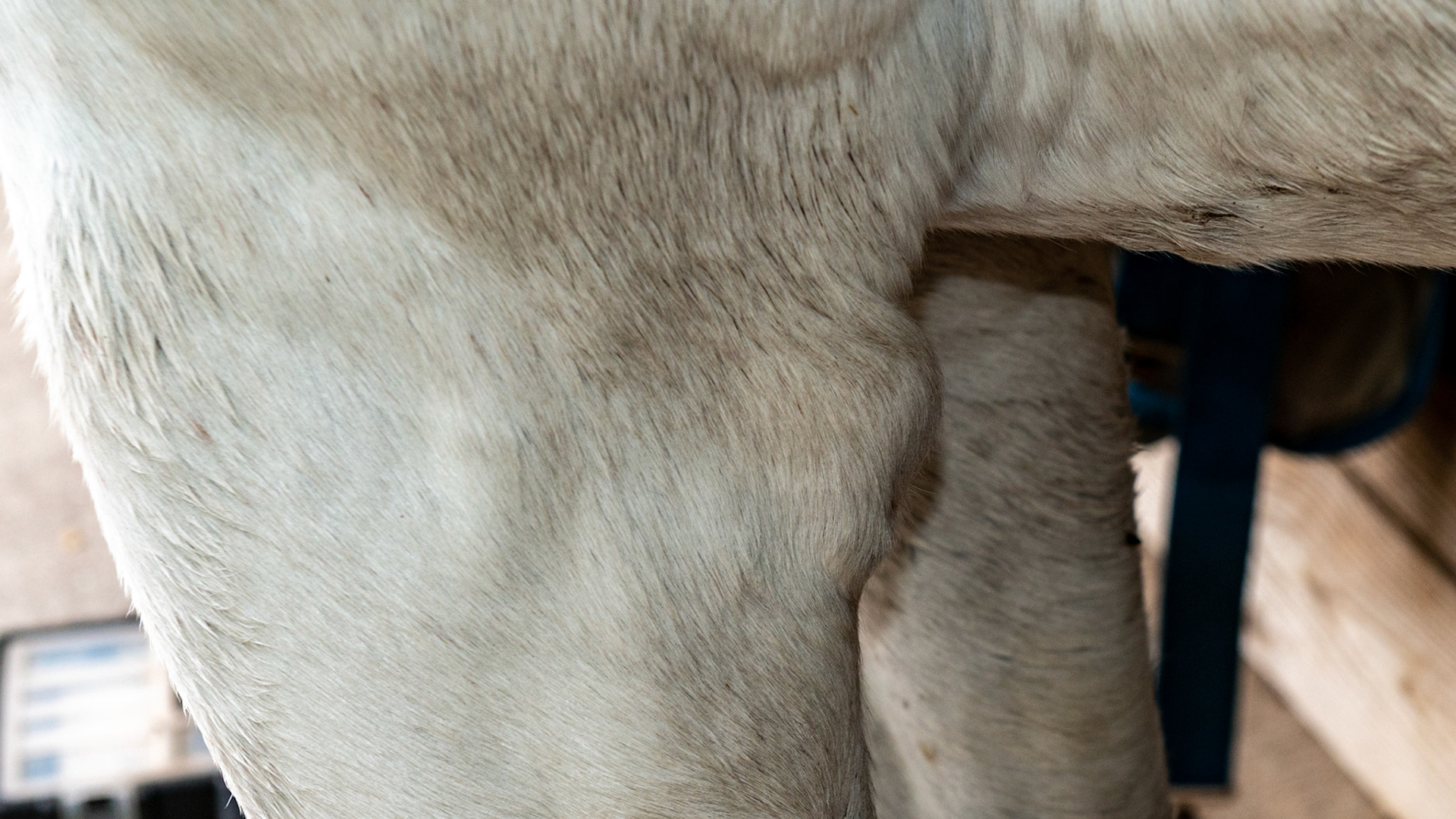 Horse A - shoe boil with a summer sore healed - taken October 25 - just under 3 months. Daily hydrotherapy with hose and cupping with the hand plus a salve made of ivermectin, swat, and furazone ointment.