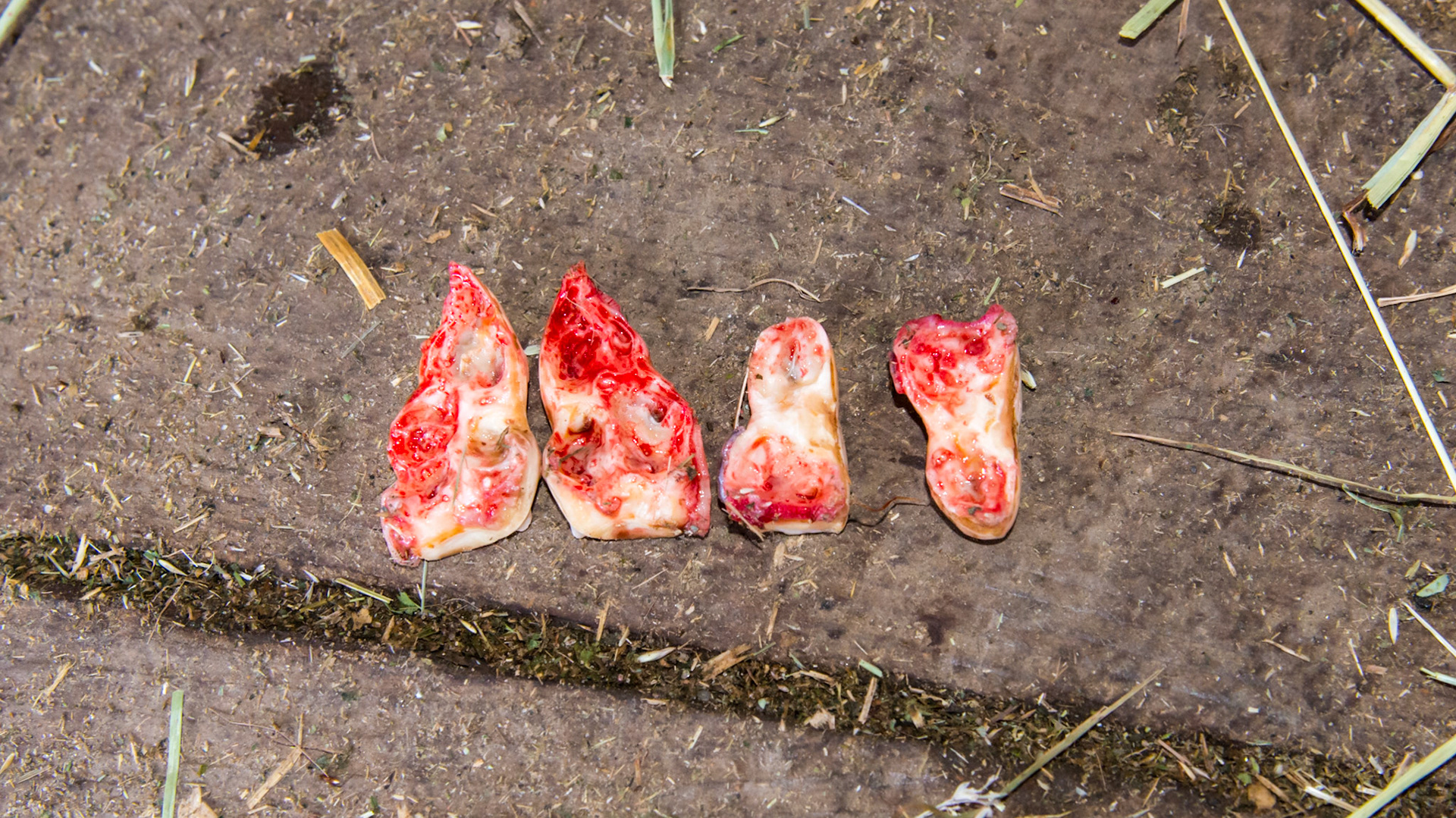 These caps associated with the movie taken at Belmont on 3/21/2014