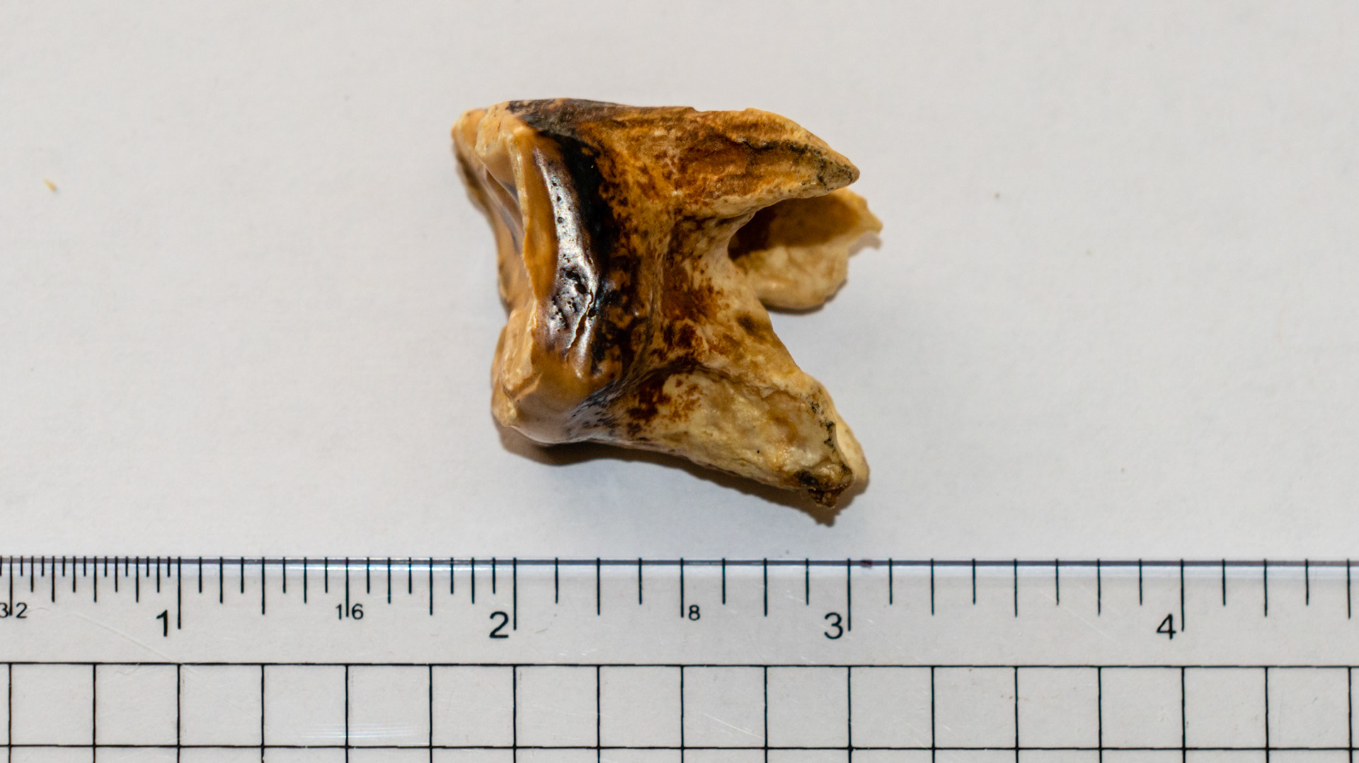 Several views of an end stage cheek tooth.  This tooth was extracted by hand and was more of an annoyance to the horse than painful.