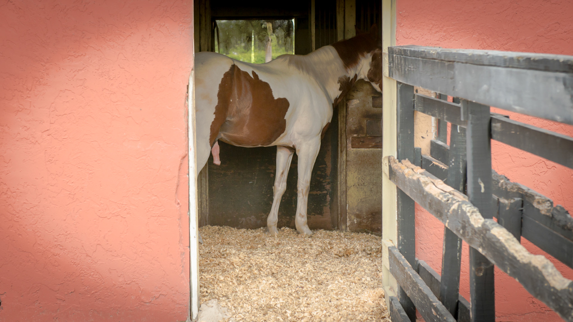 One of the tell tale signs of a male horse with abdominal discomfort is the prolapse of the penis.  This horse was not urinating.