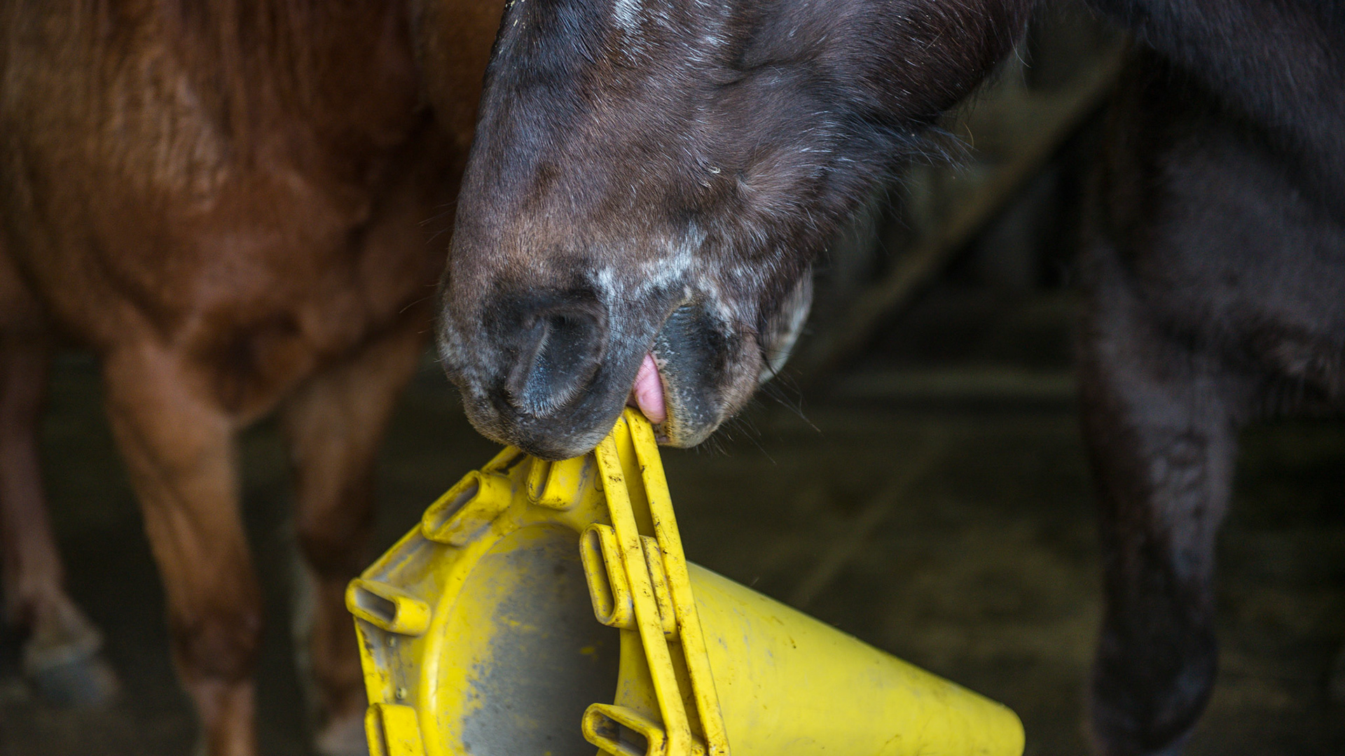 Normal playing between horses that are happy in their environment.  Good social skills are evident here with about 10 other horses present but not interested in this game.