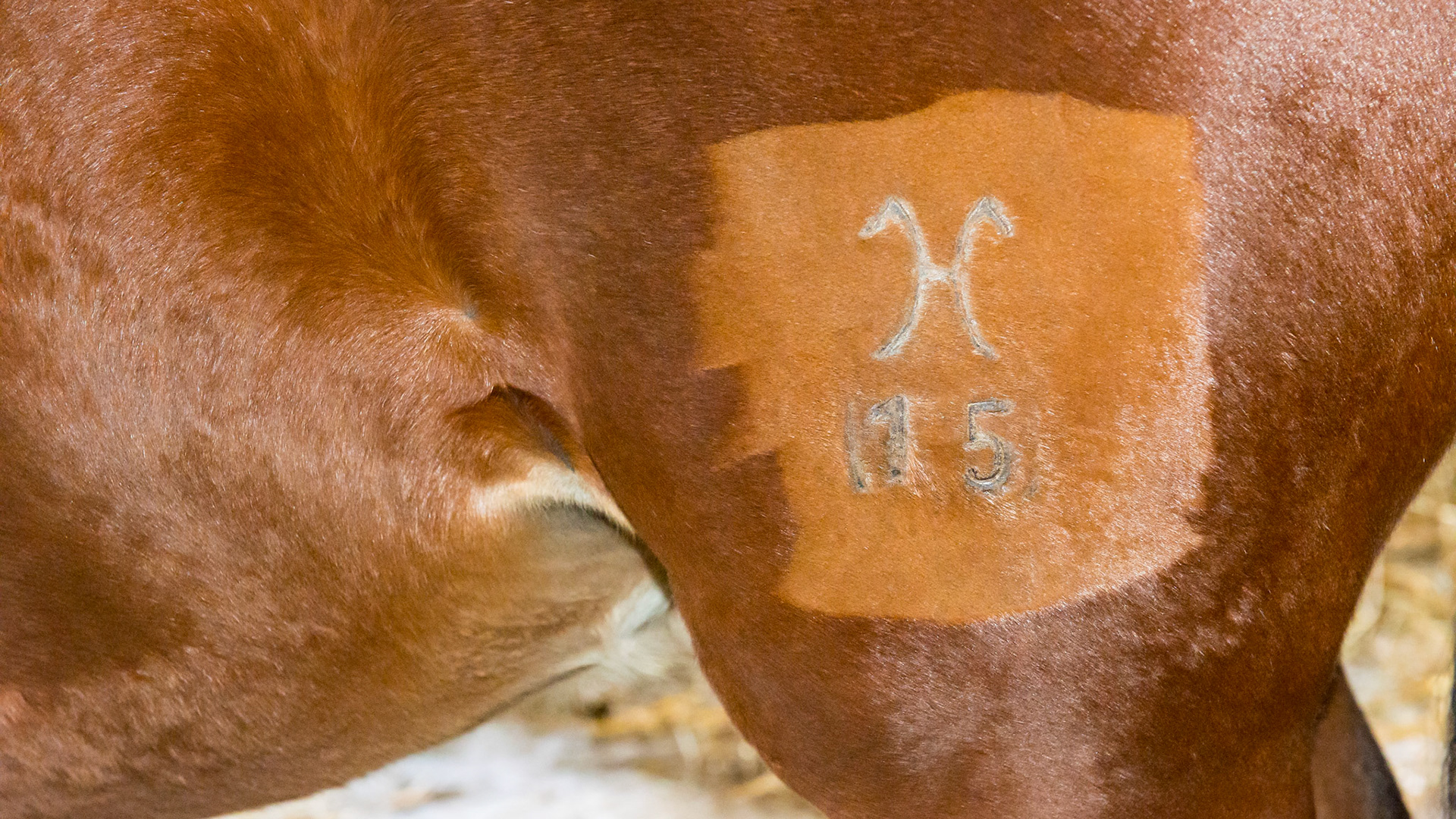 A fresh freeze brand only a week after application.