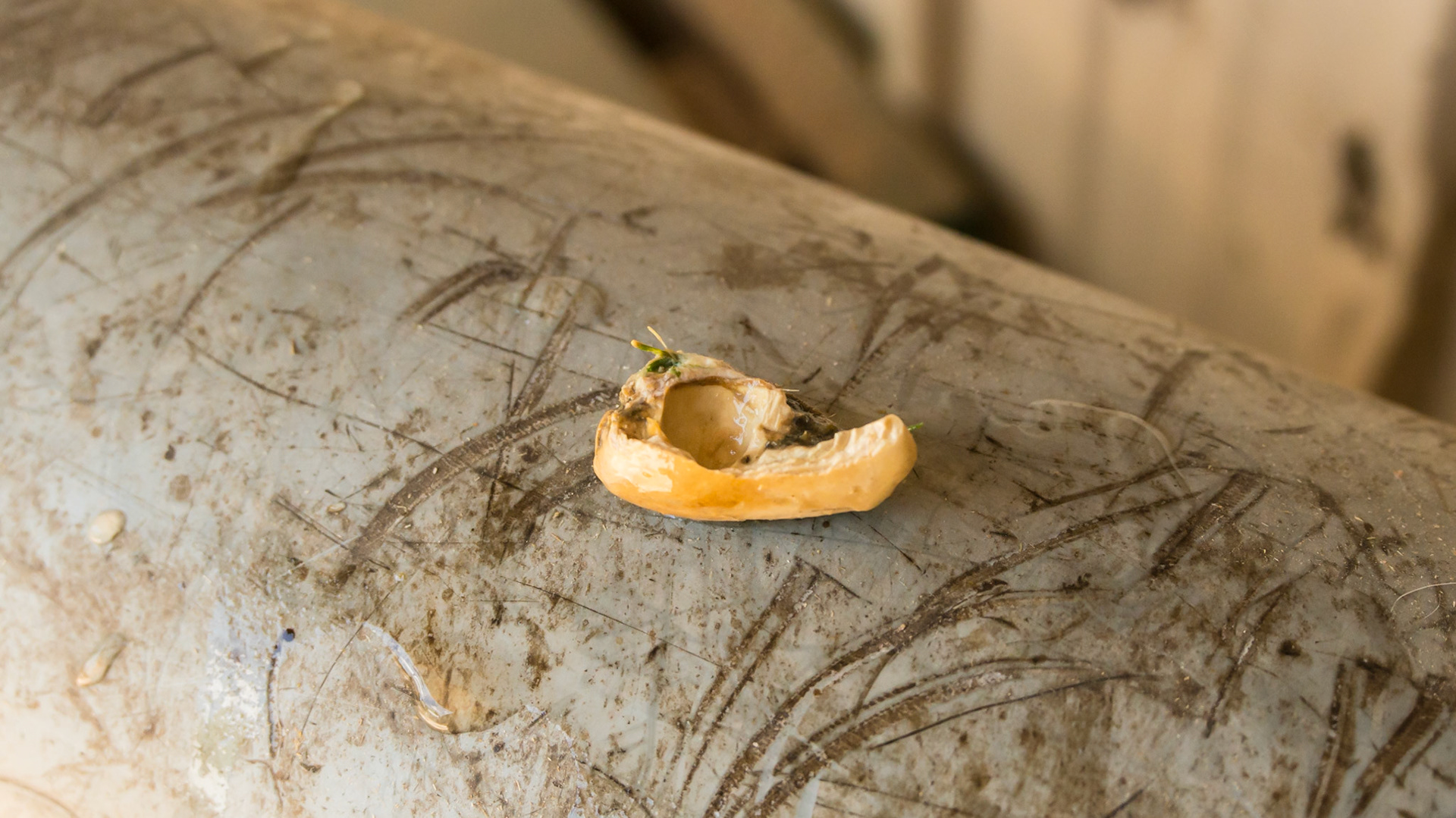 Canine calculus horse 2 - Dental calculus (tarter) removed from the horse in one piece (bottom view)