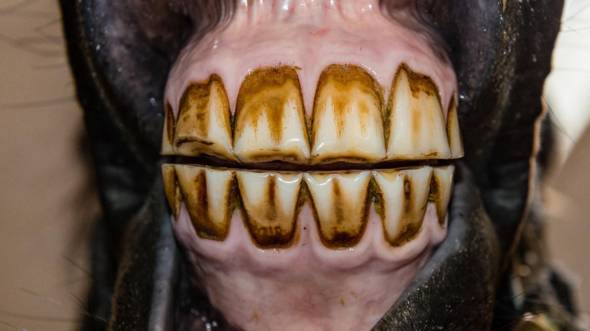 5/15/2004 = 10yr Morgan M - note the labial ware due to rubbing her 102 on the metal bars for more hay.