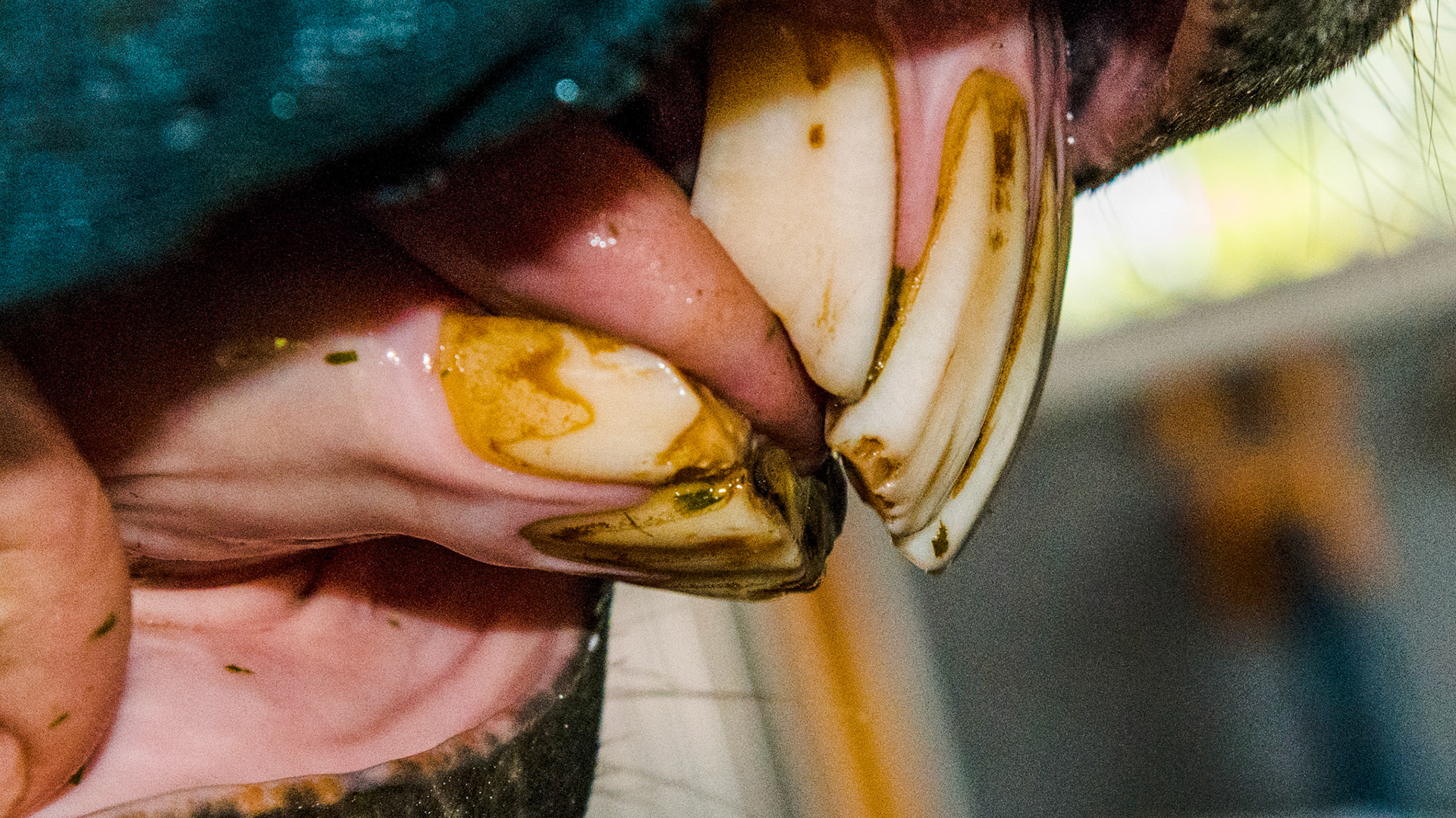 Horse C - Overbite with no hook foration on the cheek teeth