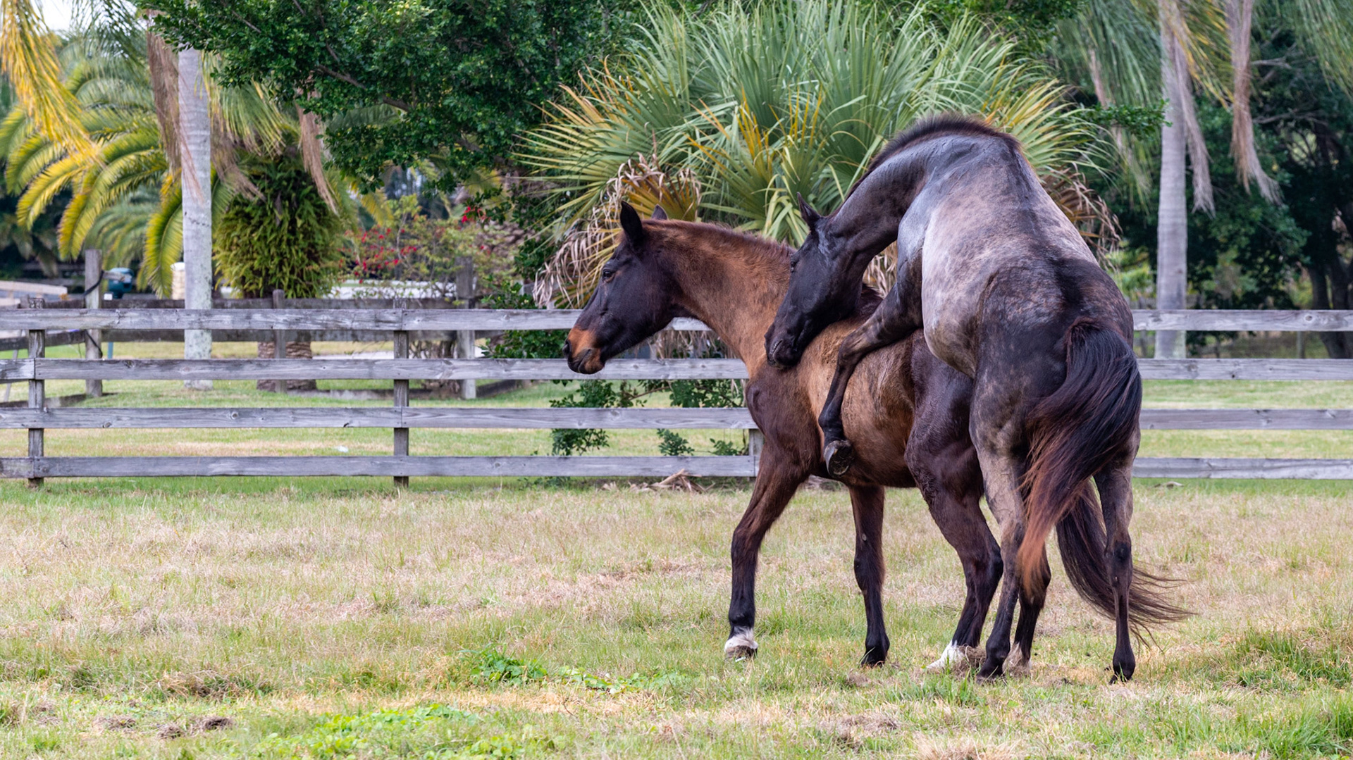 21/25 - This time he shows more determination standing taller. She also is helping by lowering herself.
