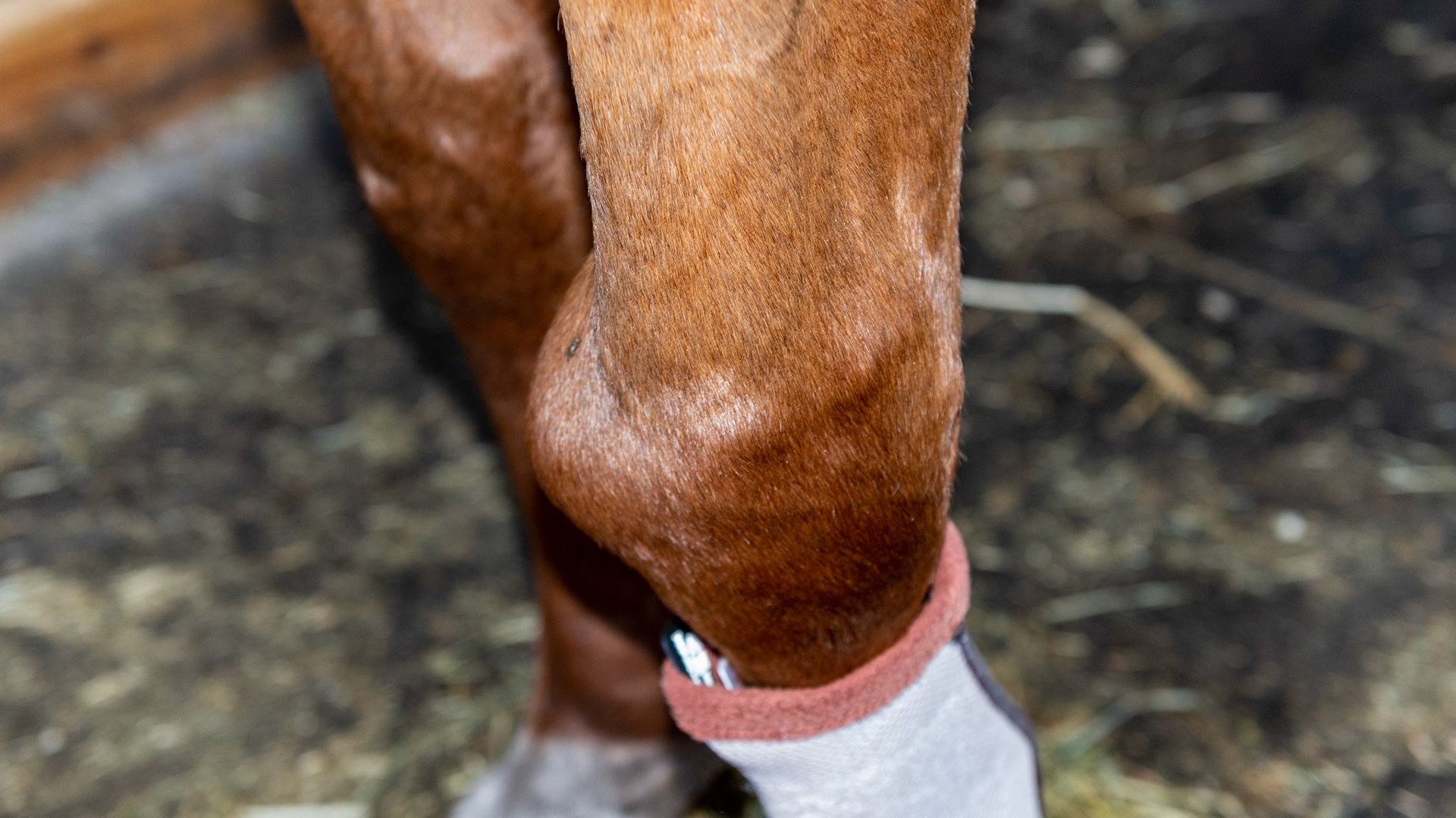 Ankylosis in a 32 year old Swedish warmblood mare with a history of carpal joint injections.