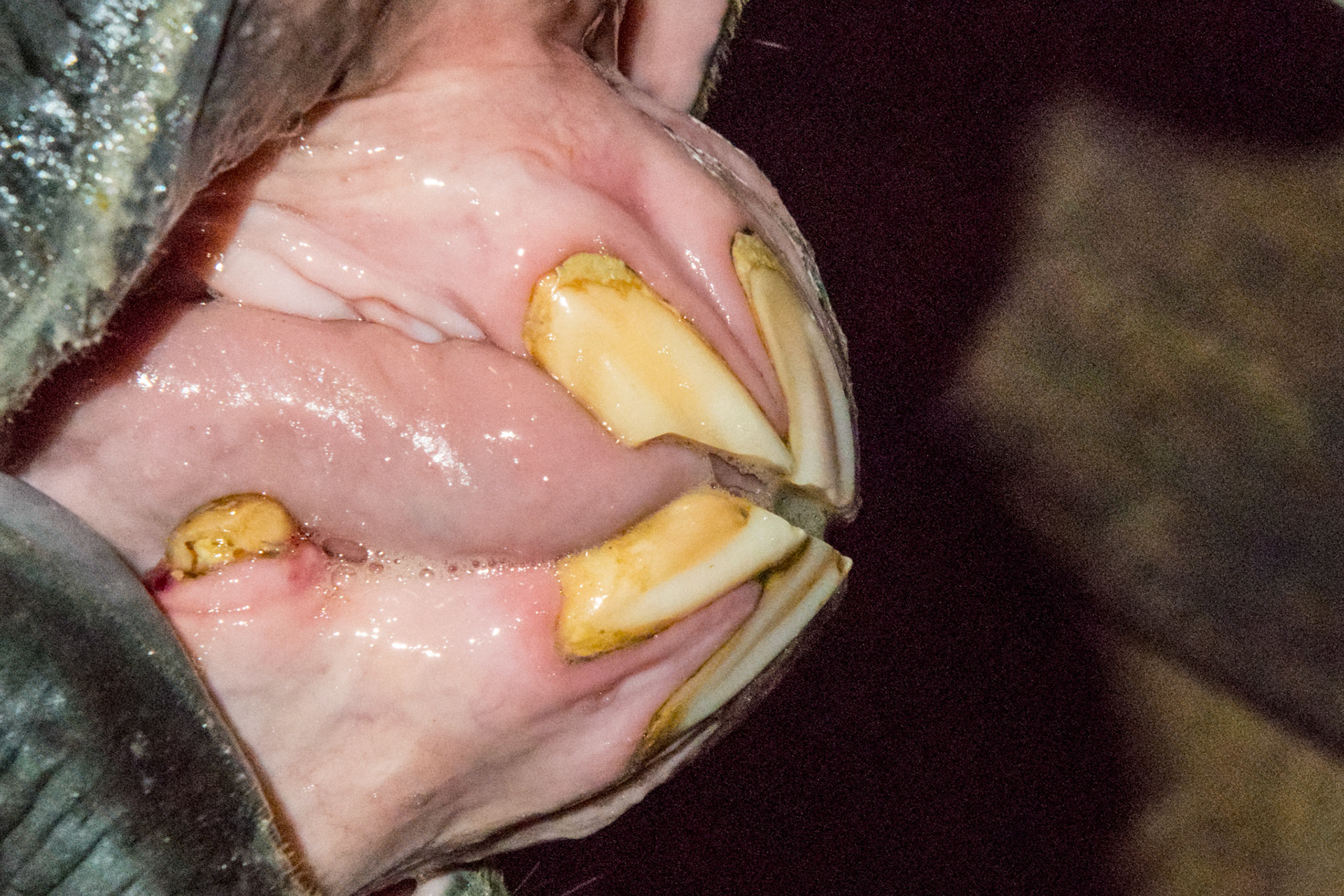 20yr - EOTRH Receding gum line, bulbous incisors, thickening of the gum line.