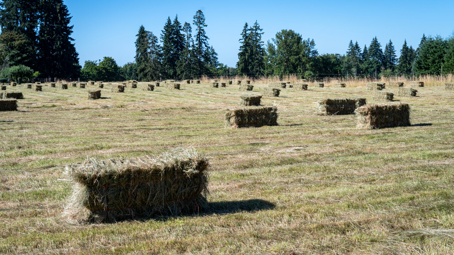 Bales of hay ready for pickup in July in WA.