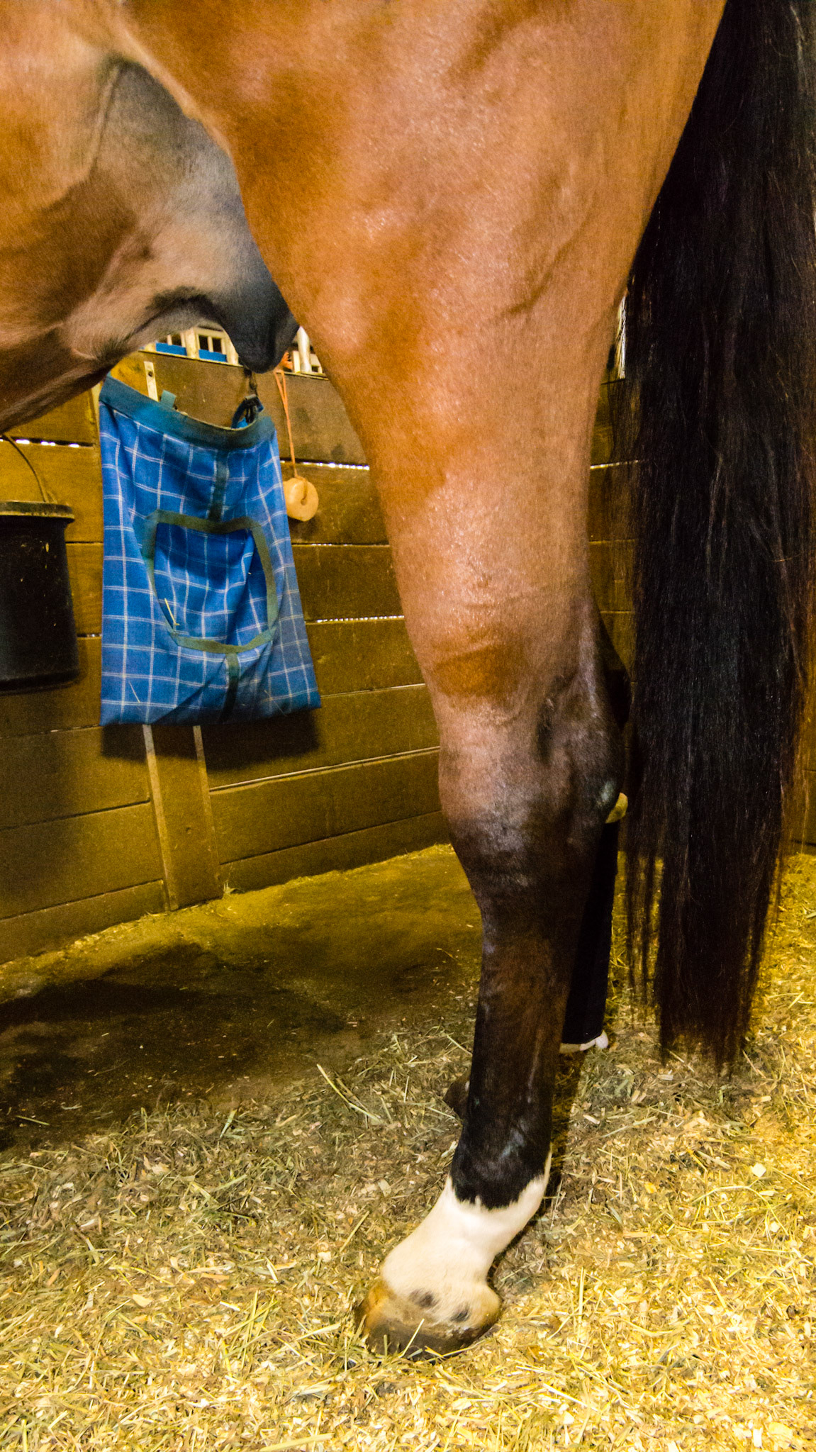 Ruptured Peroneus Tertius of the left hind limb.  Note the almost straight line from the cannon through the stifle caused by the tendon keeping the leg bent in this area being ruptured and no longer functional. This is not a glaring case but it was significant enough to retire this horse from it’s sport and then caused his euthanasia.