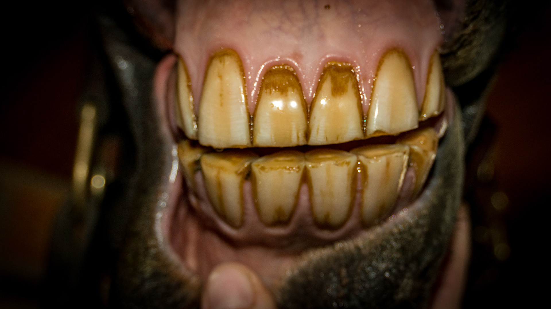 3/13/1992 = 21yr 2mo Lg Pony G - Horse C with relaxed incisors in a natural position