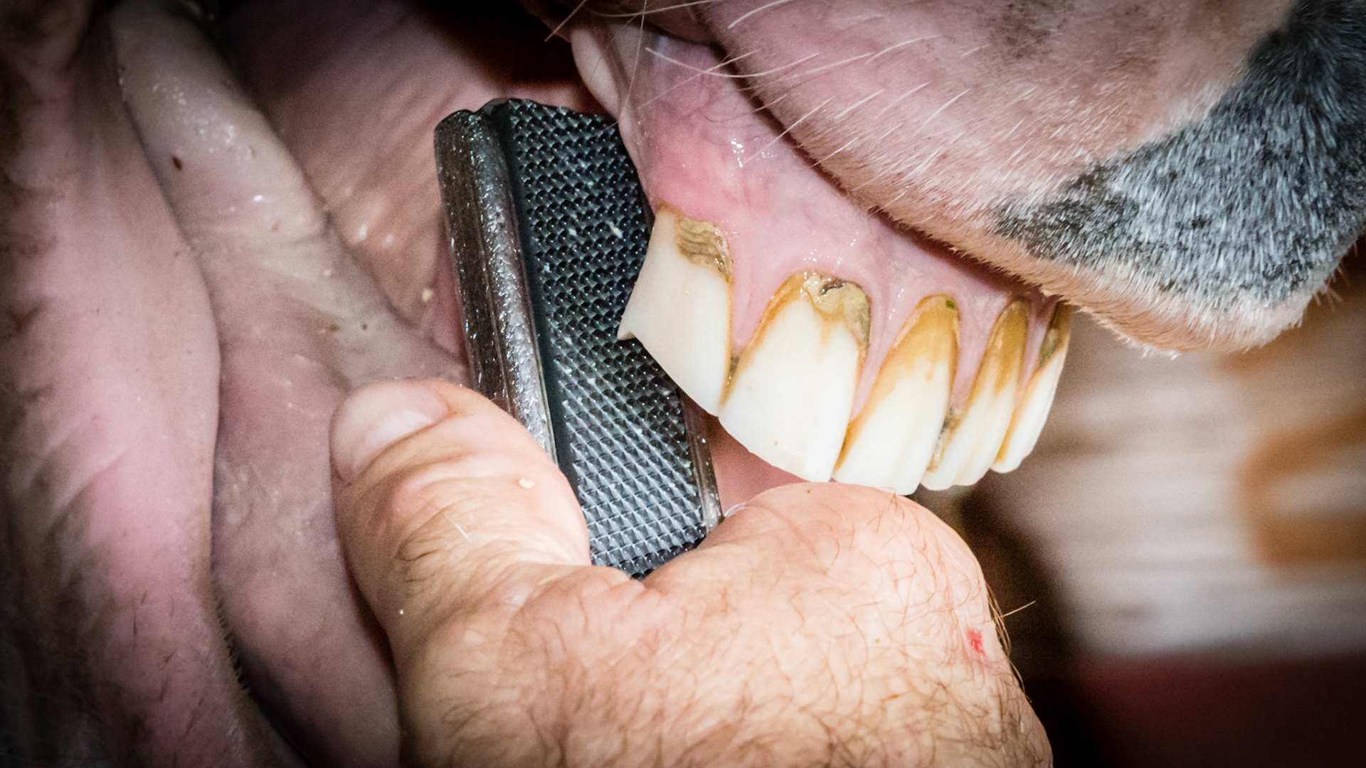 Over-eruption of 103. Placing the blade of my long float on the hook.