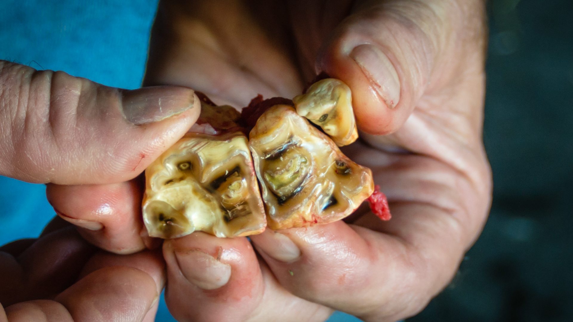 Cheek teeth fracture horse 1 -Fractured piece of 108 on caudal buccal surface was extracted. The remaining tooth and the neighboring 107 were unstable due to age (27 yr, end stage teeth) and were also removed with little effort.