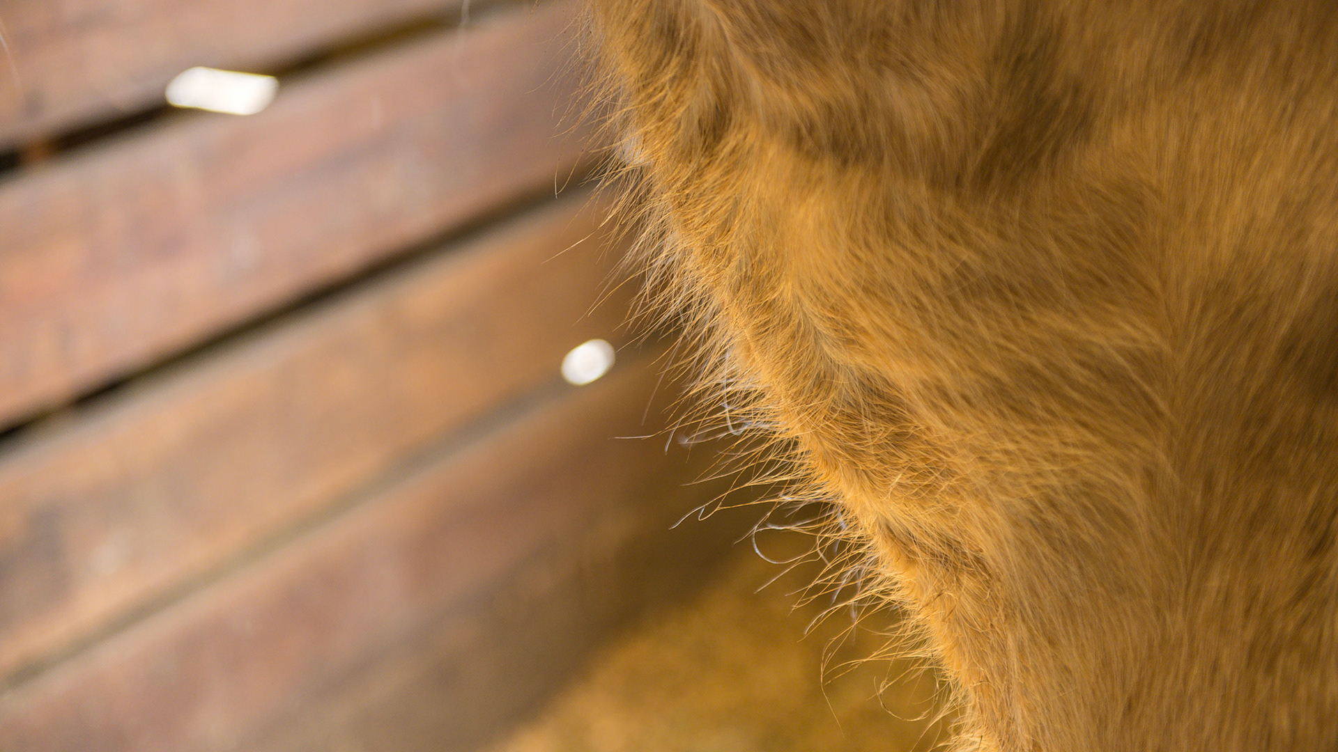 "Worm Hairs" are the long hairs along the base of the neck that can't be pulled out.  In most horses, pulling them actually is painful. Deworming once a week for 3 weeks usually causes these long hairs to disappear.