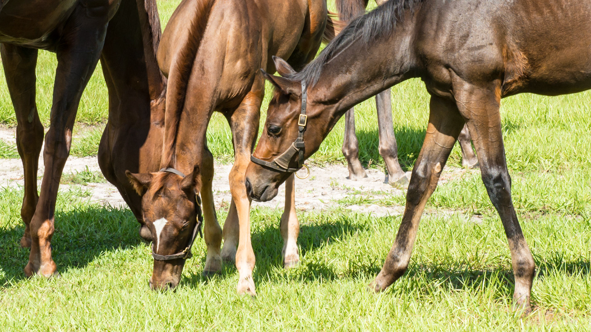 Foal A - 1 of 3 - The youngest foal approaches the oldest foal (who couldn't be bothered and has abundant patience).