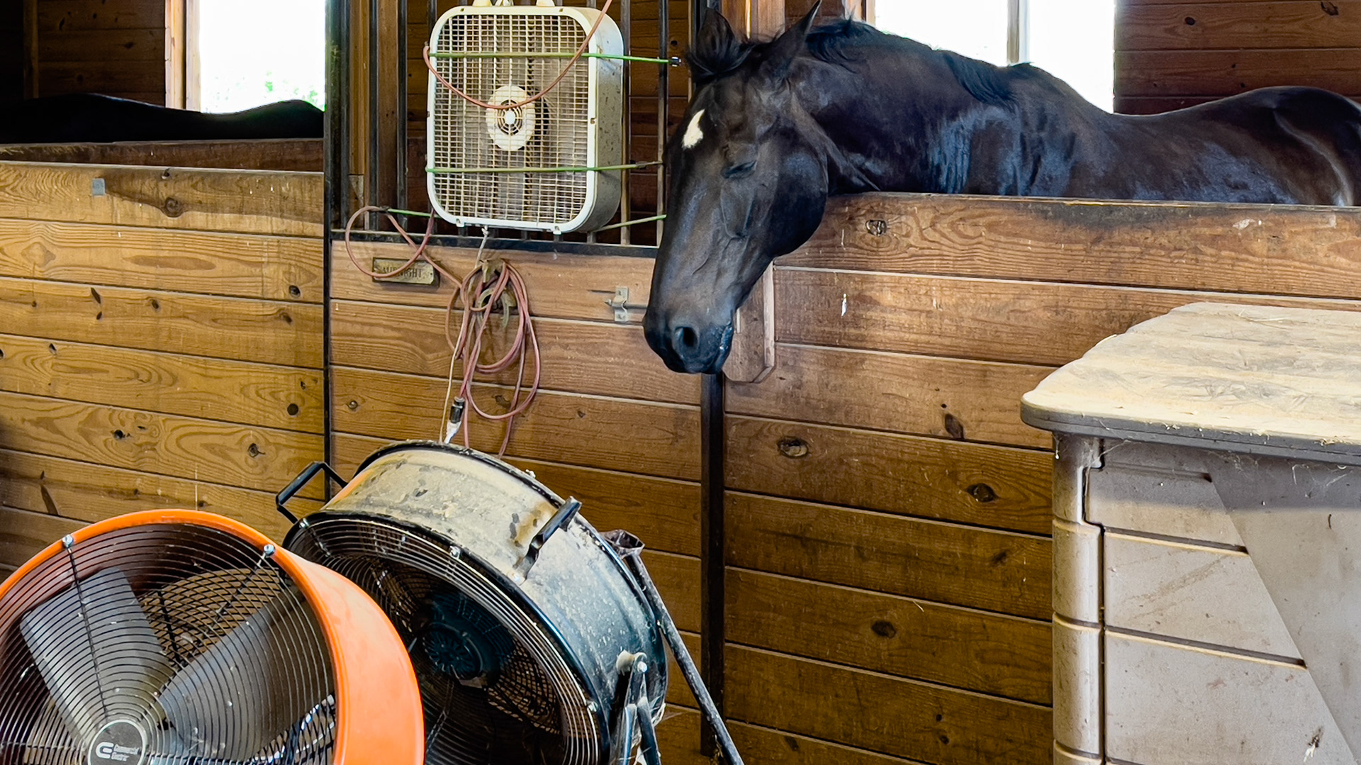 High velocity fan as fly control.
