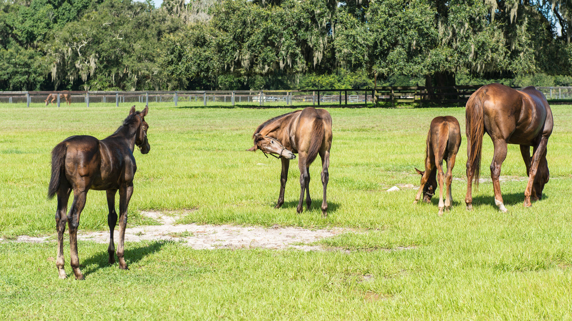 Foal A - 2 of 7 - the young foal approaches for another playful attack of the older foal who is eating or itching his side - or is he warning the young foal to stay away?