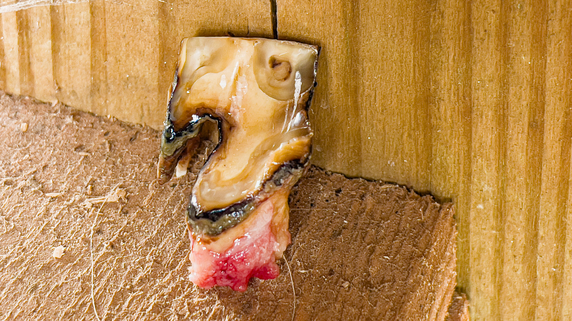 An end-stage tooth from a 27-year-old horse. Note the decay as well as the loss of roots.