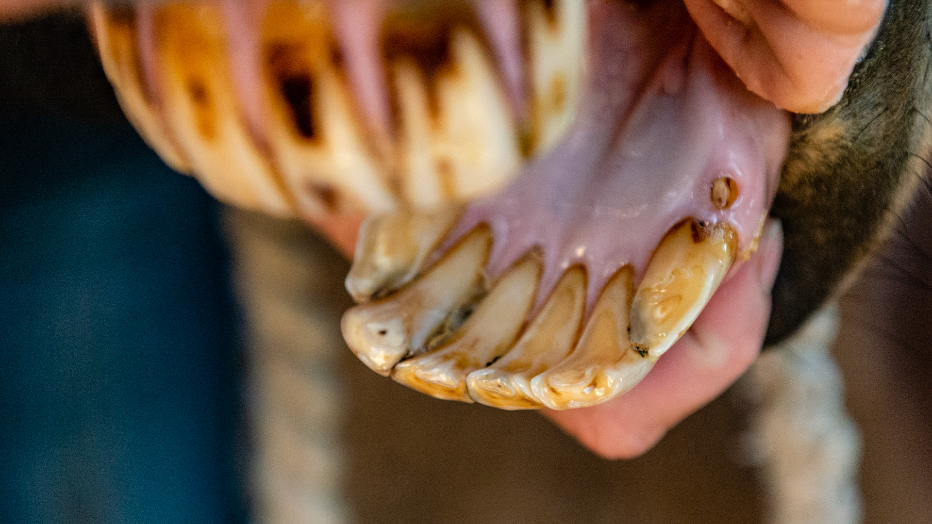 20 year old pony mare with a sow mouth with no eating or chewing difficulties. The lower 6's and the upper 11's are over-erupted and easily reduced with just filing.