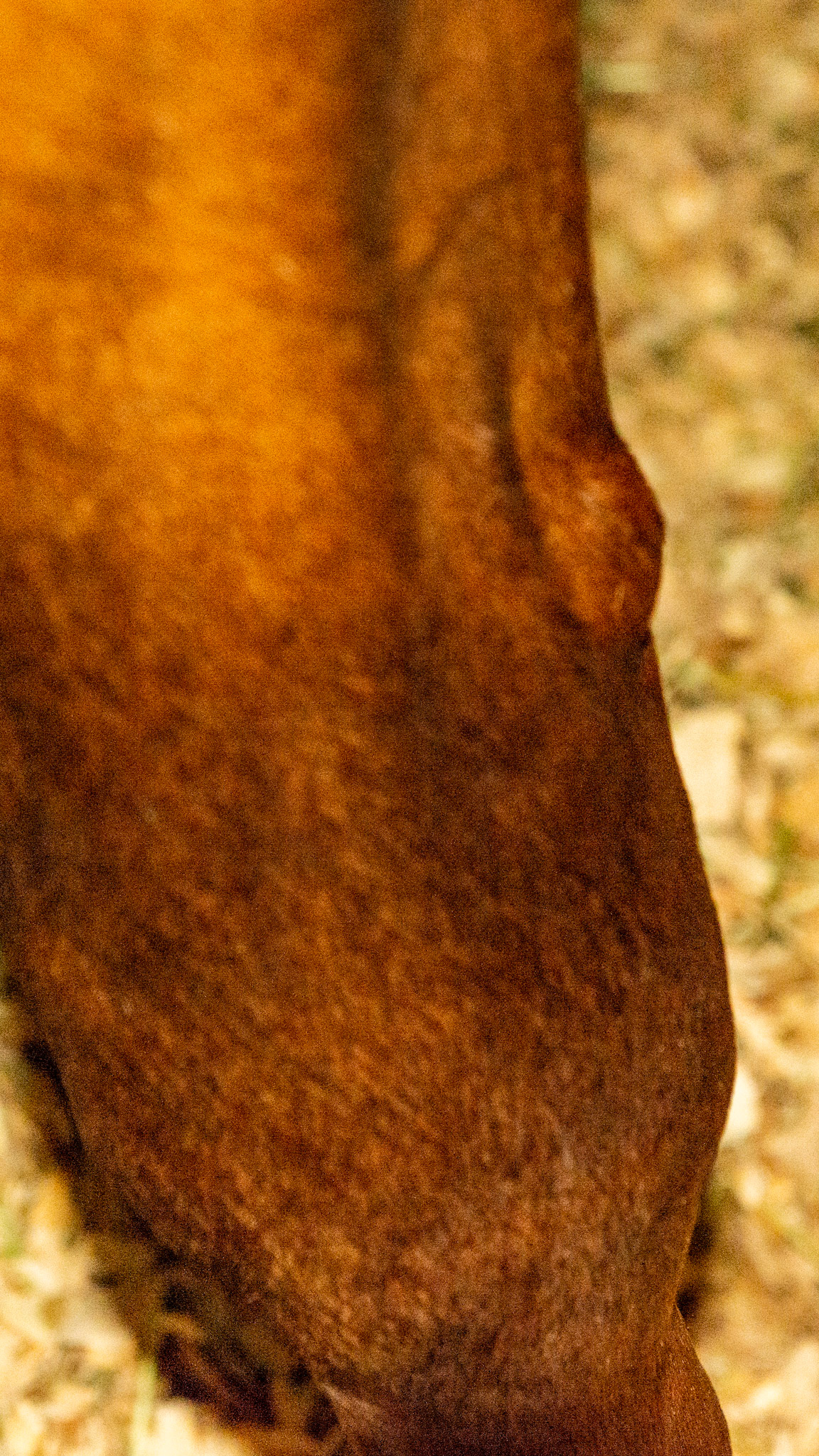 Soft fluid filled defined distention on lateral side just above the carpus (knee) of this horse.