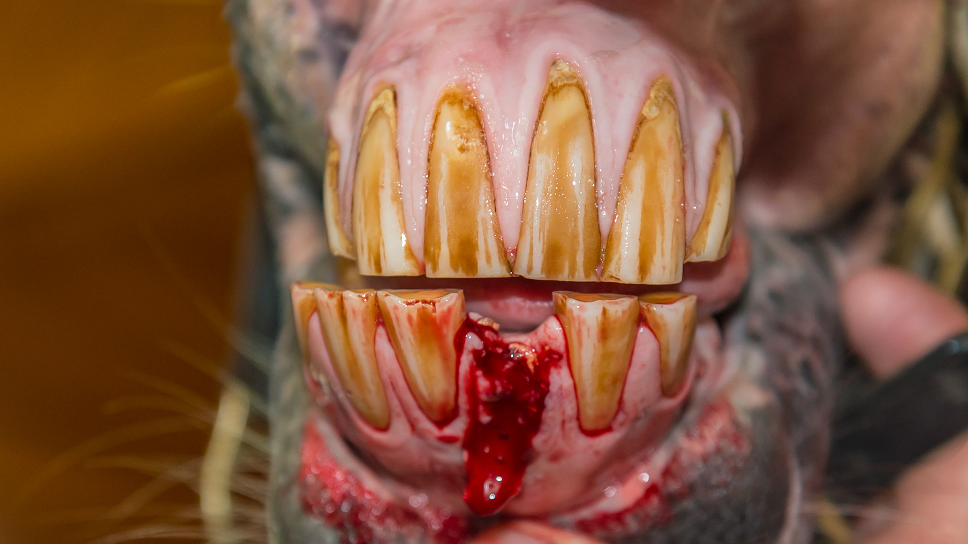 EOTRH horse 17 - #301 coronal fracture due to EOTRH with tooth fragments remaining. The rostral alveolus disintegrating and avulsed with the wolf tooth elevator.
