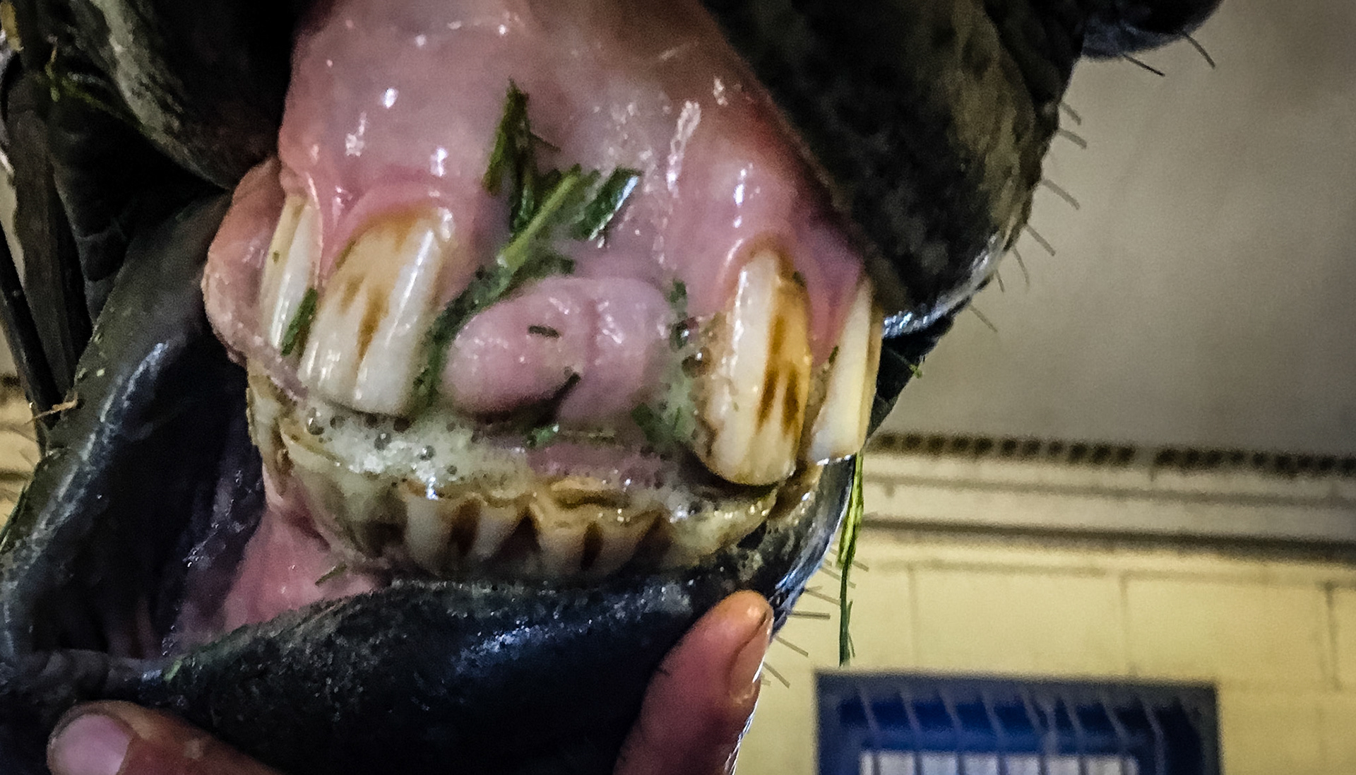 This horse has missed these incisors for years.  Note the abscence of over-eruption of the lower opposing incisors due to the tongue wearing them level with the rewst.