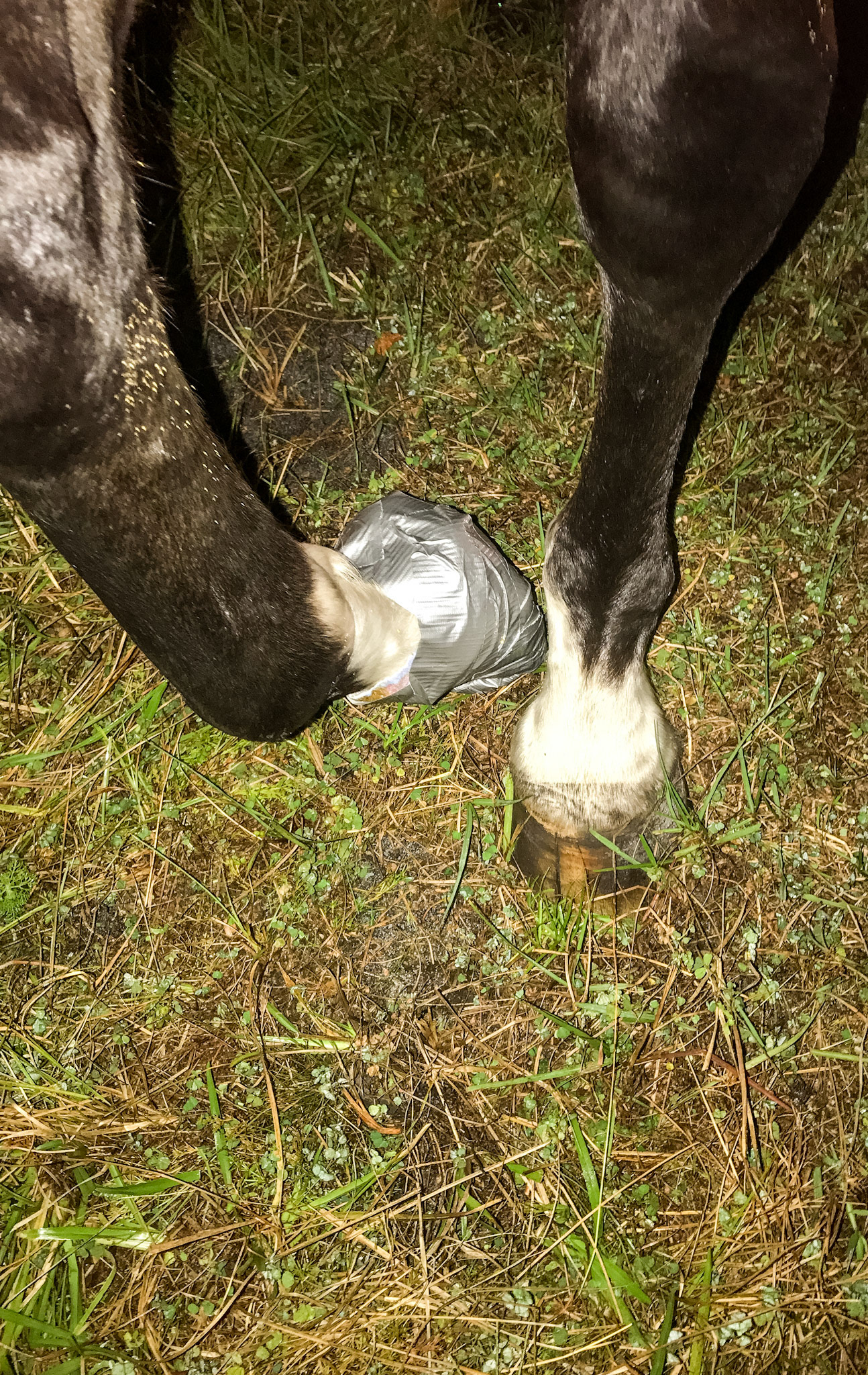Wrapping a hoof with a diaper and duct tape.
