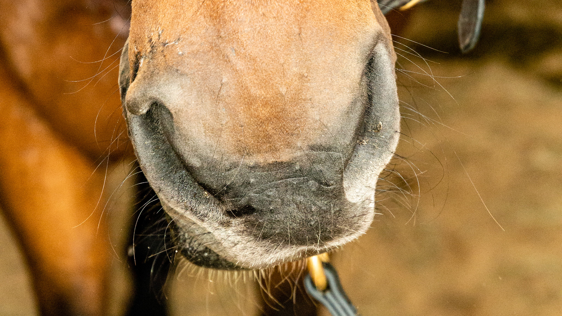 Horse B - nose drawn to left (paralyzed on the right) and right nostril flared.