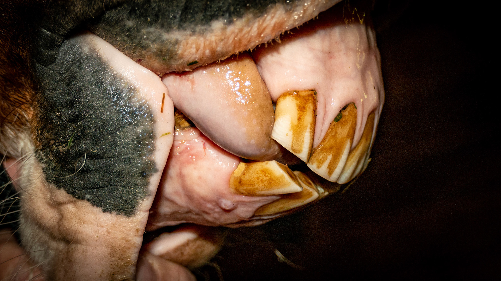 6/14/1993 = 20yr QH G - Horse B - 20 yr QH with relaxed incisors in a natural position