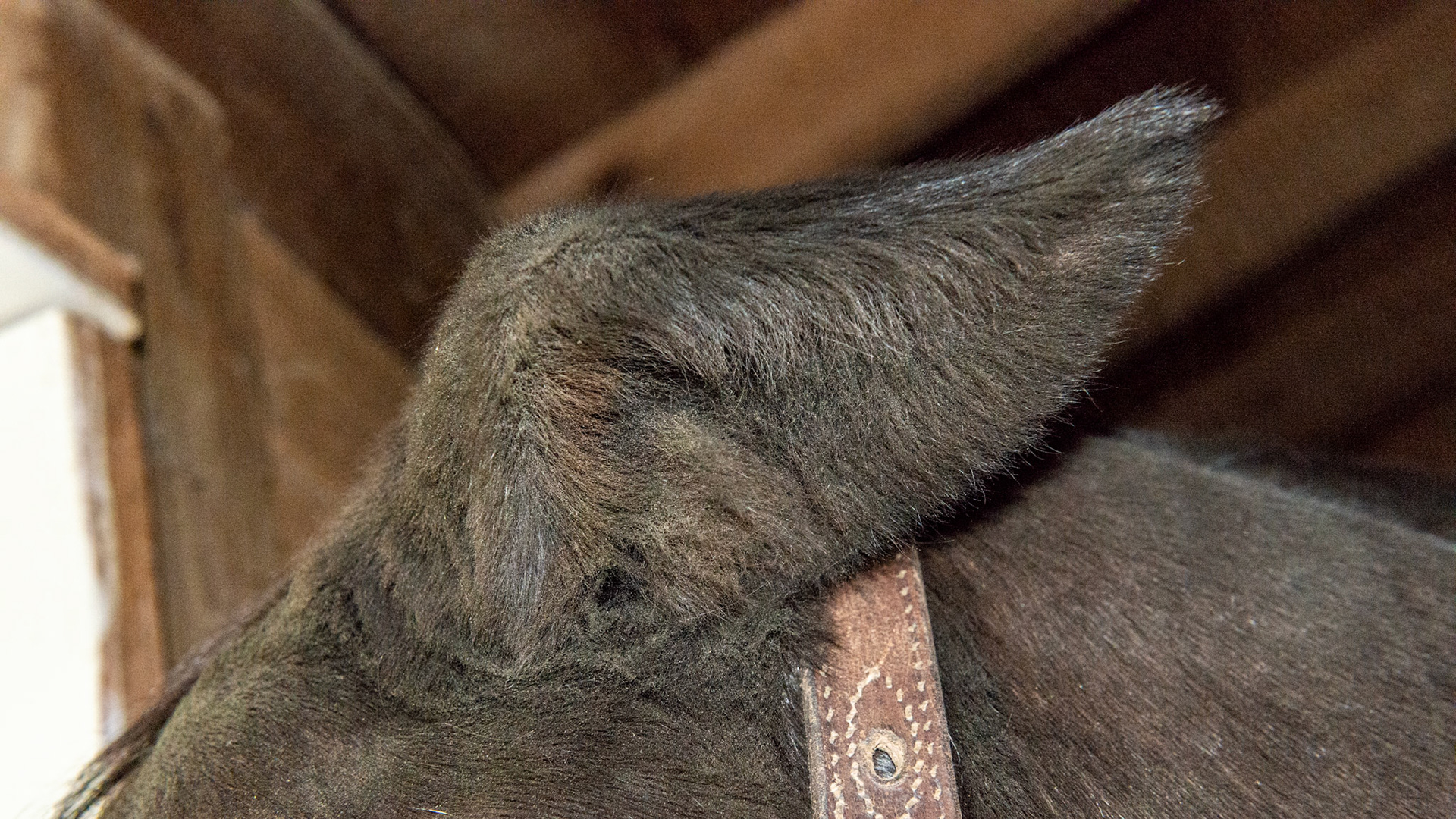 This horse had an abscess in the left ear about a year ago.  Unknown cause. After it drained and healed, the cartilage of the ear became deformed as seen here.  It still moves forward and backward.