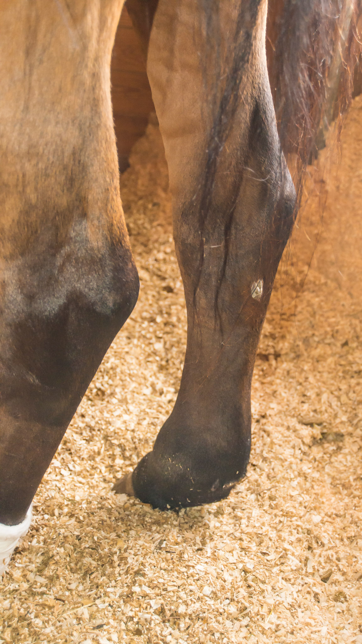 Lymphangitis is inflammation of the lymph system that flows throughout the body. When blocked, the tissue becomes swollen and susceptible to infection. It is unlike stocking up because 1) it is usually in one limb, 2) there is usually more heat, 3) it is painful, 4) it is not pitting (you can’t leave a finger indentation. Lymphangitis is a serious medical condition.