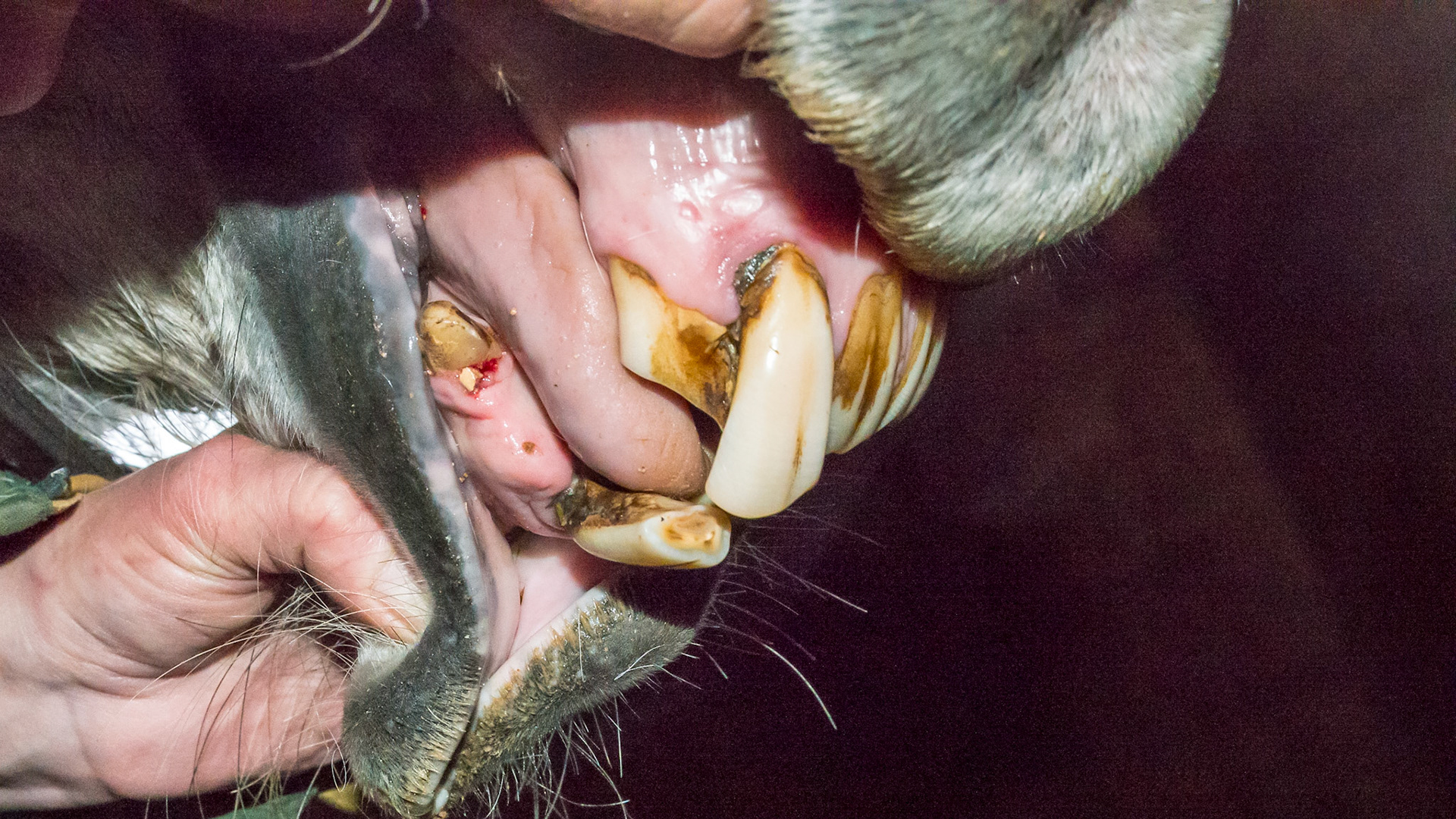 Lower right corner incisor (#403) missing and the opposing upper corner incisor is not even close to the normal occlusal level.