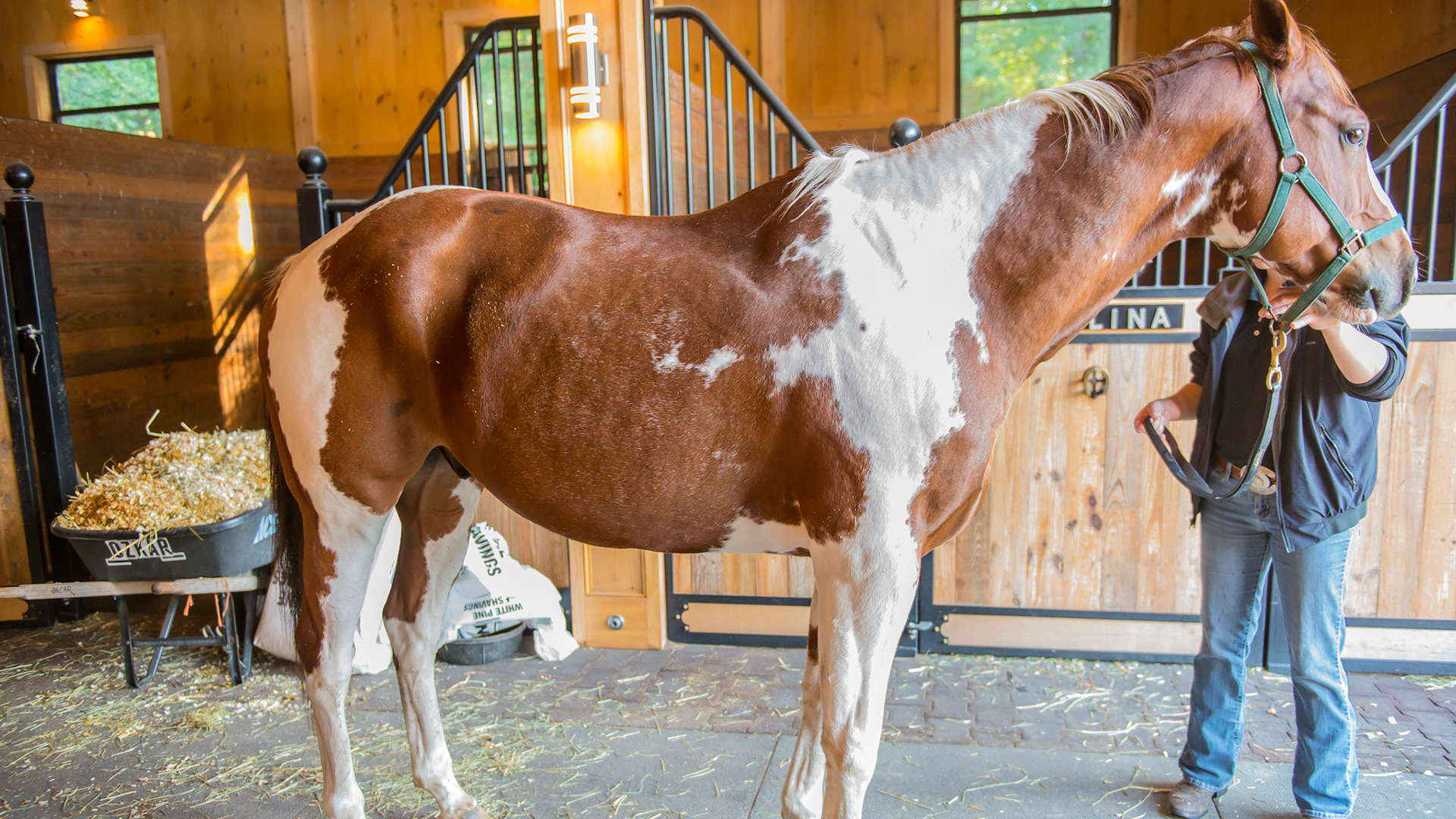 Tovero is a blend of overo and tobiano traits. The white edges are irregular like an overo but the white goes over the back and he has 4 white legs which are all tobiano traits.