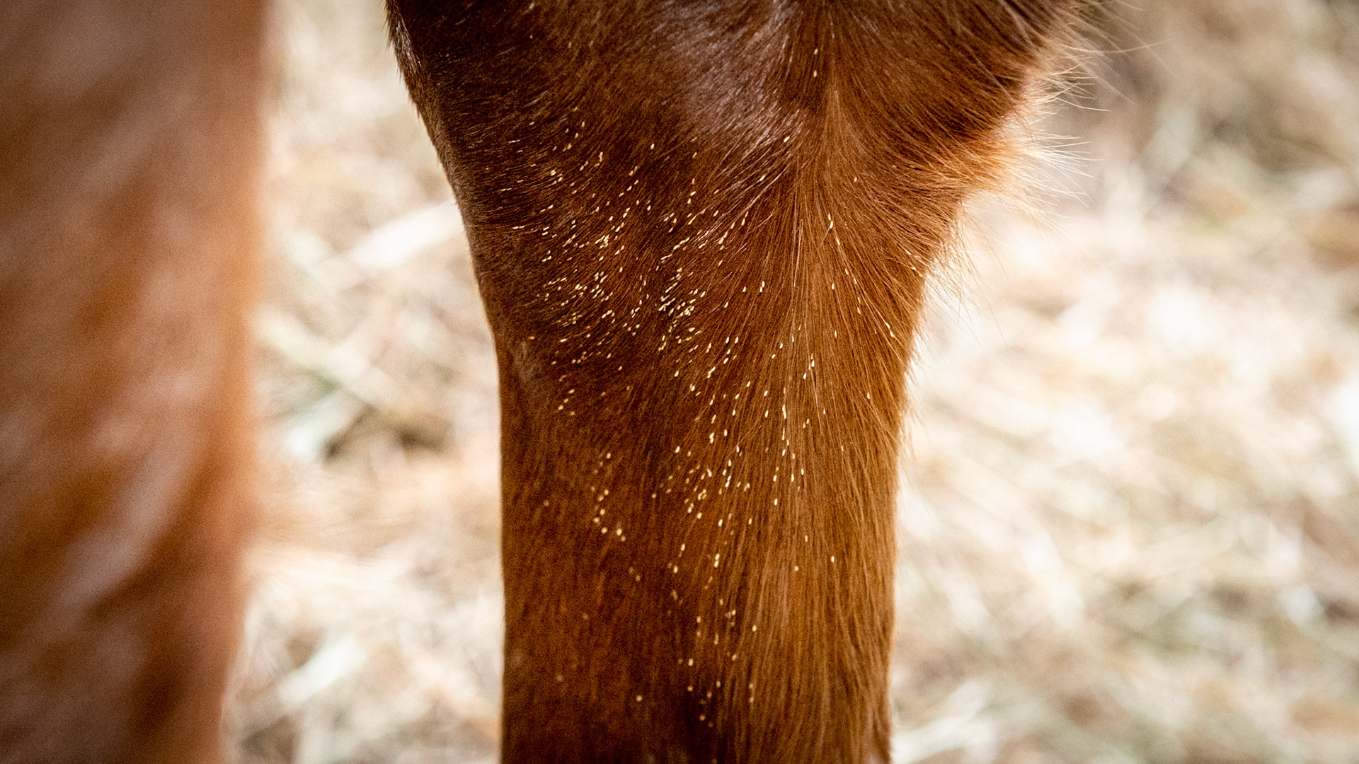Close up of bot eggs attached to the hair.