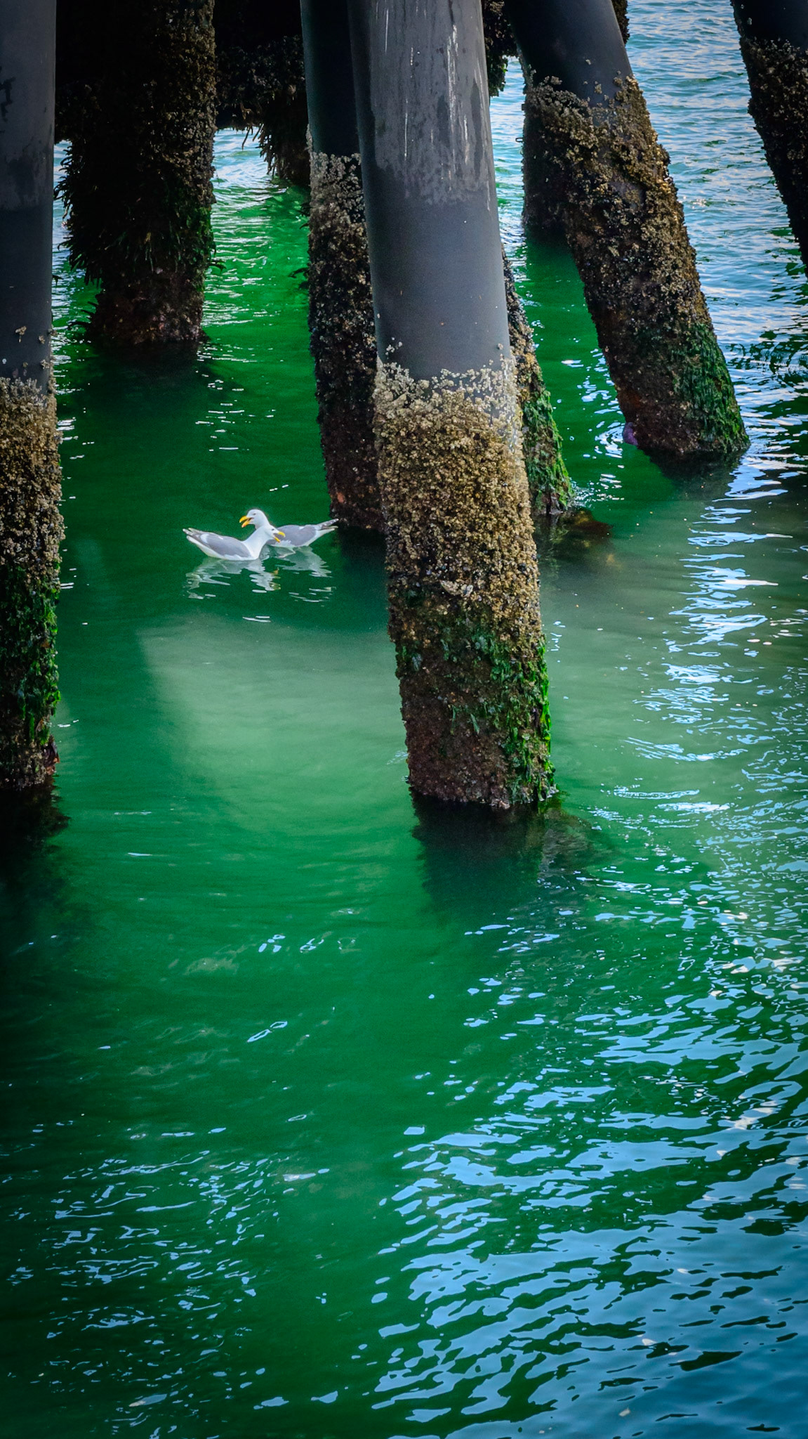 Orcas Island ferry terminal