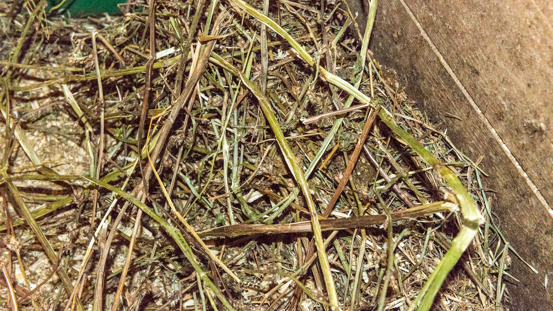 A pile of poor quality hay in a stall. There were some thistles in other stalls in full seed. The horses were smart enough to leave it.  The rest of the hay was excellent.