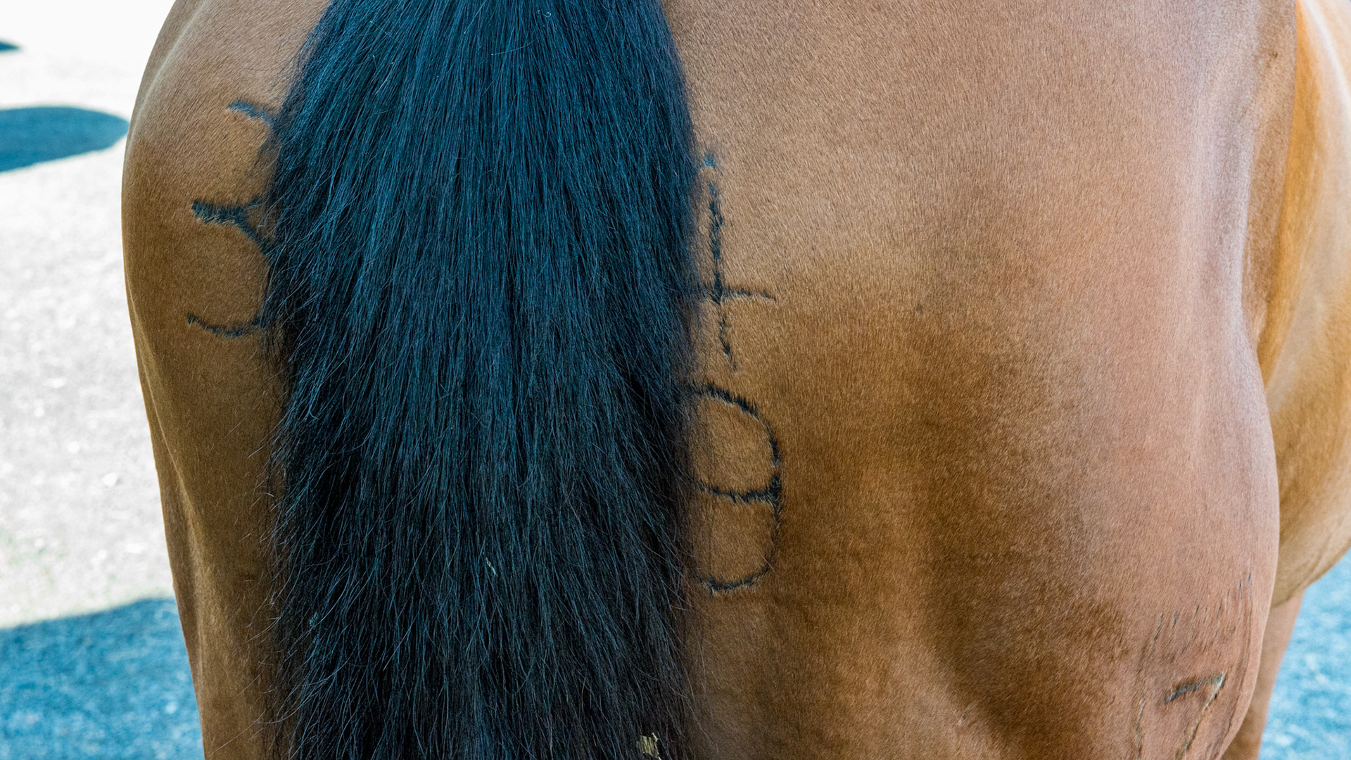 A way to brand a horse for identification. The horse comes from South America somewhere.