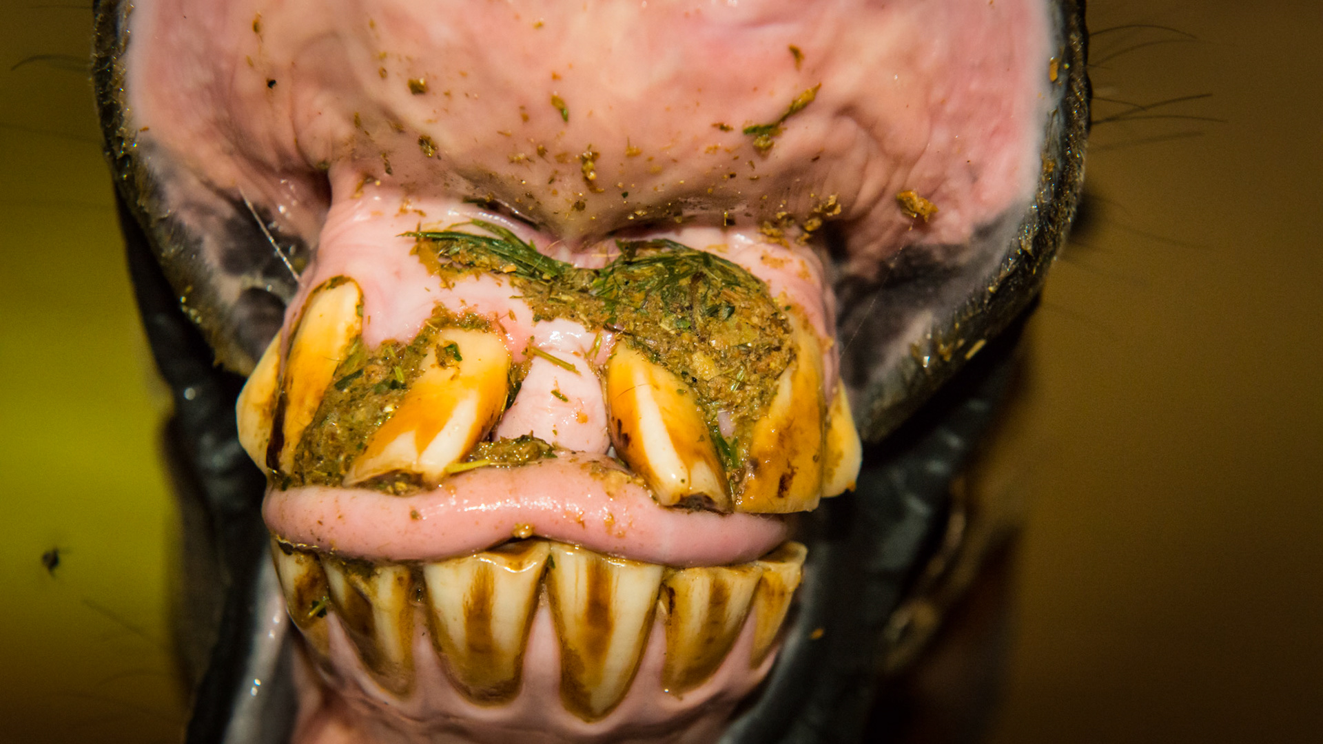 Horse K - Food packed around the incisors as the tongue is unable to keep the area clean. NOTICE- the tongue has kept the 3/401's worn down. Also see the wear marks (white on the incisor) on the sides of the displaced 1/201's and the labial surface of 3/401.