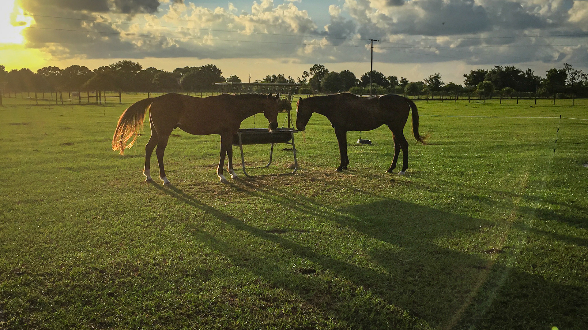A movable hay bunk that maintains the underlying grass from excess hoof traffic.  The black plastic bin collects loosened hay and the bale broken into flakes is contained in the V shaped top section.