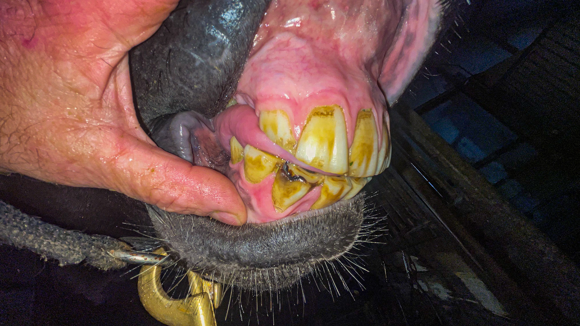 EOTRH with receding gums with a hypertrophied gum edge plus the classic “red dots” on the gums.