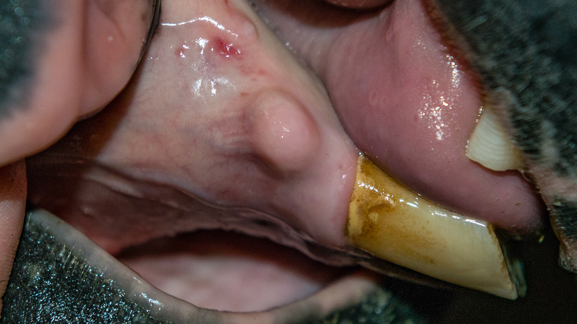Unusual bumps located caudal from the lower corner incisors. They are possibly unerupted canine teeth in this 23 yr old WM mare.