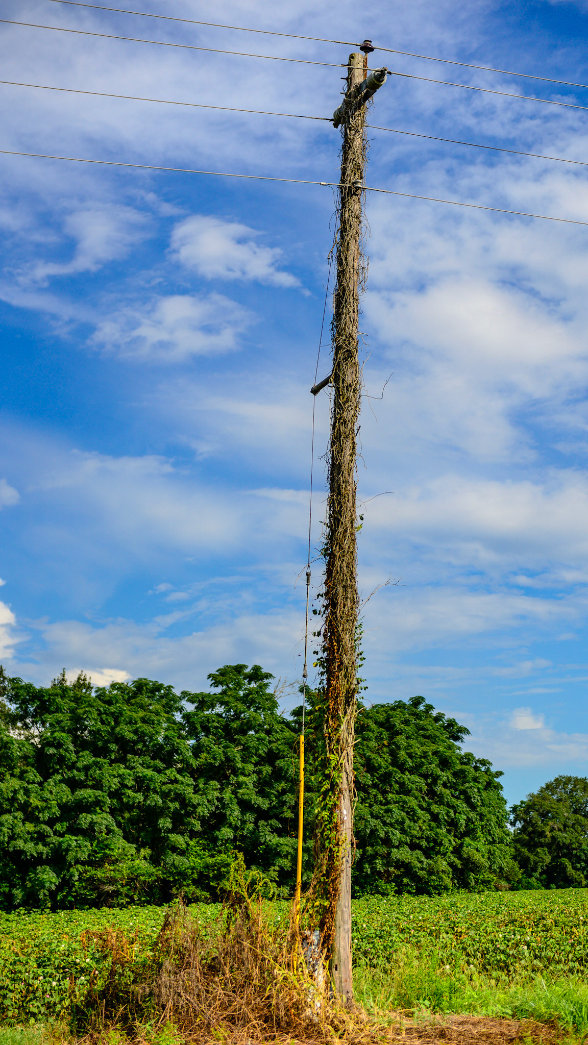 Ground plants will eventually cause the destruction of this pole - entropy.